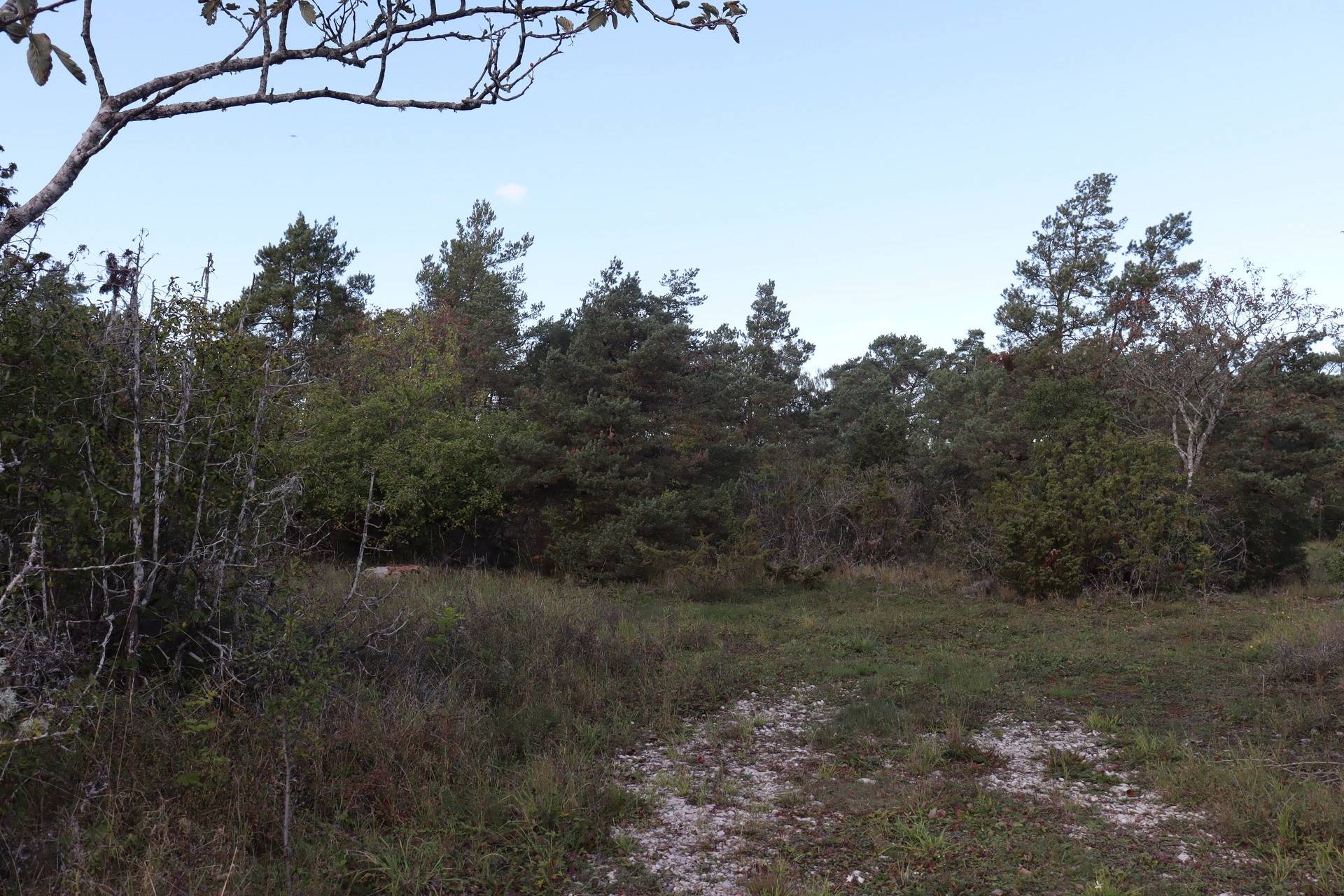 Gård med skogsbruk på Lau Botels Lau - Östra Gotland Gotlands kommun - bild 21