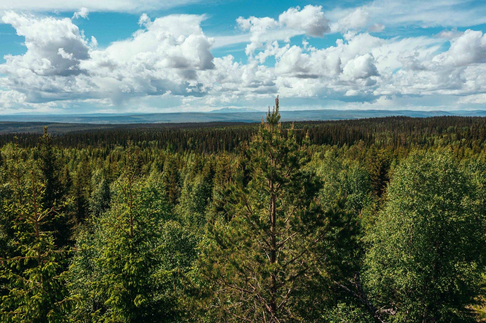 Gård/skog på Rännön Krokoms kommun - bild 7