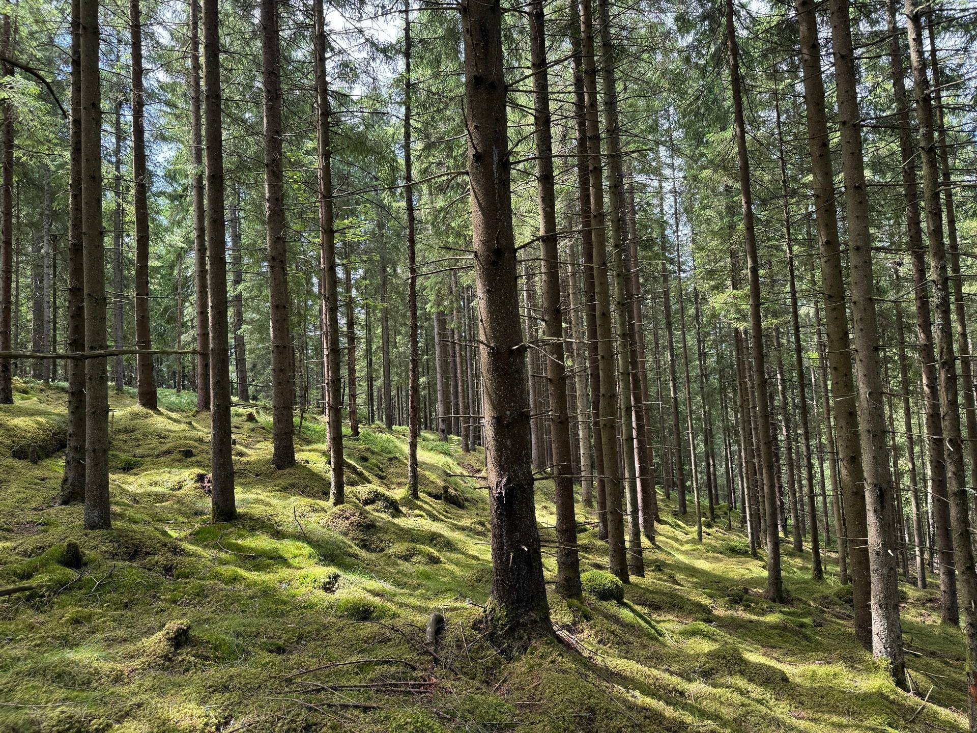 Gård med jordbruk på Ringestena Lillegården 1 Ringestena Svenljunga kommun - bild 50