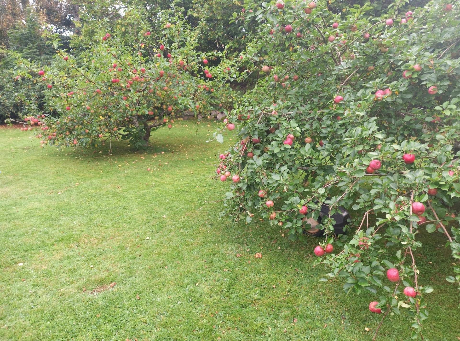 4 rum Villa på Angeldorfsgatan 13 Broby Östra Göinge kommun - bild 19