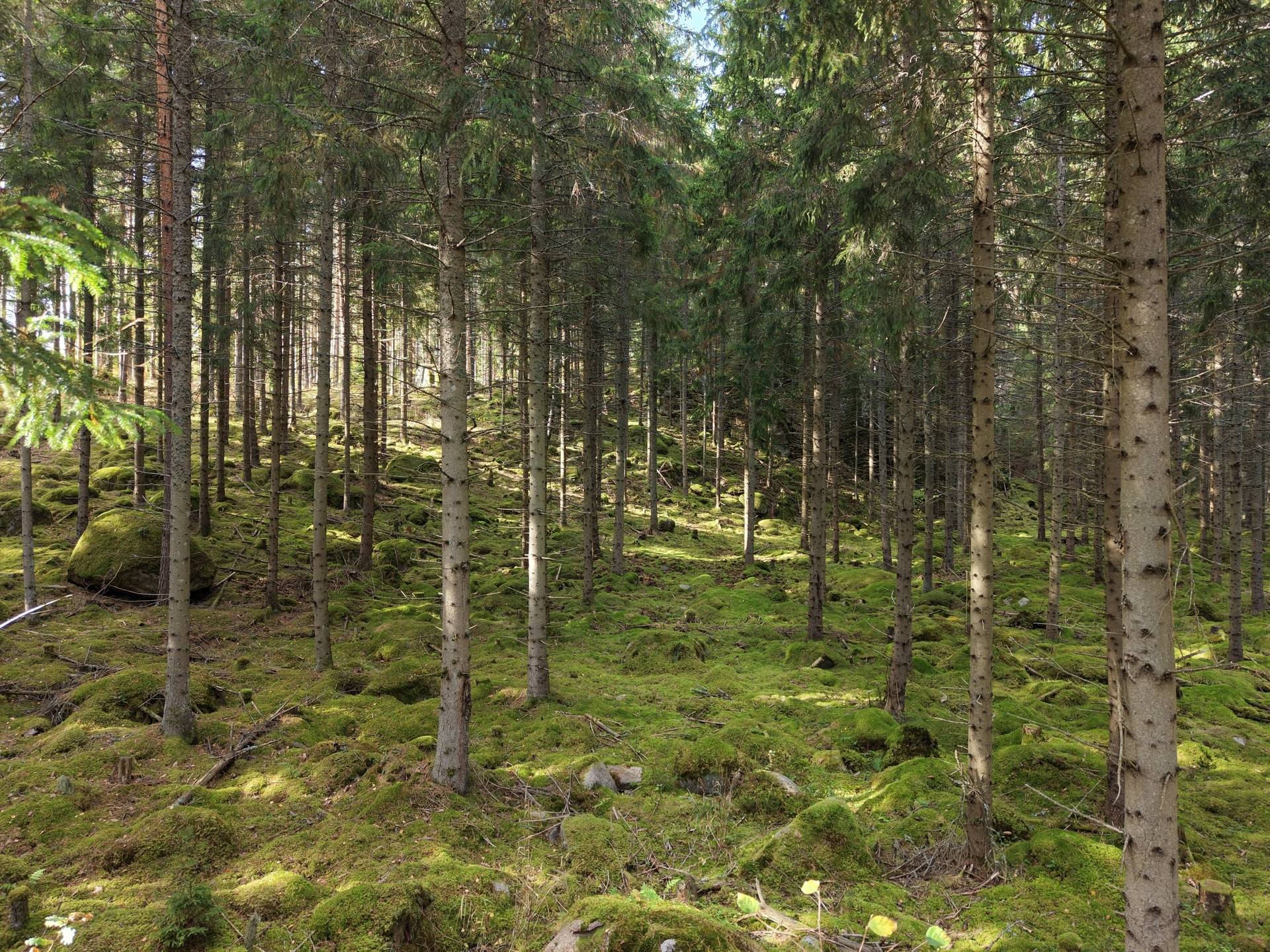 Gård med jordbruk på Vallingedal Nedergård Vallingedal Kinda kommun - bild 36