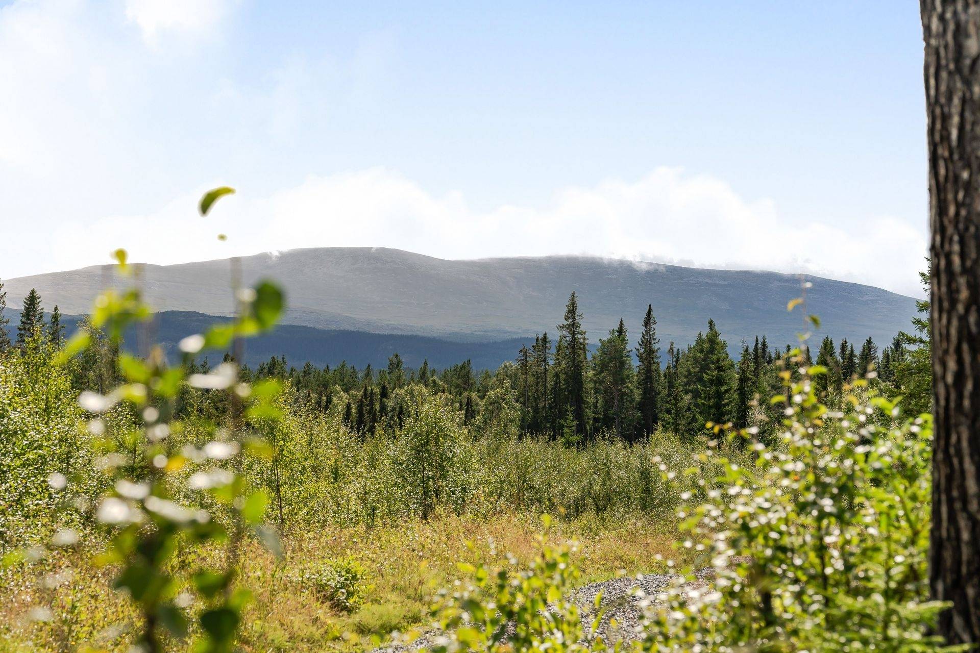 Gård med jordbruk på Högenvägen 29 Hallen Åre kommun - bild 5