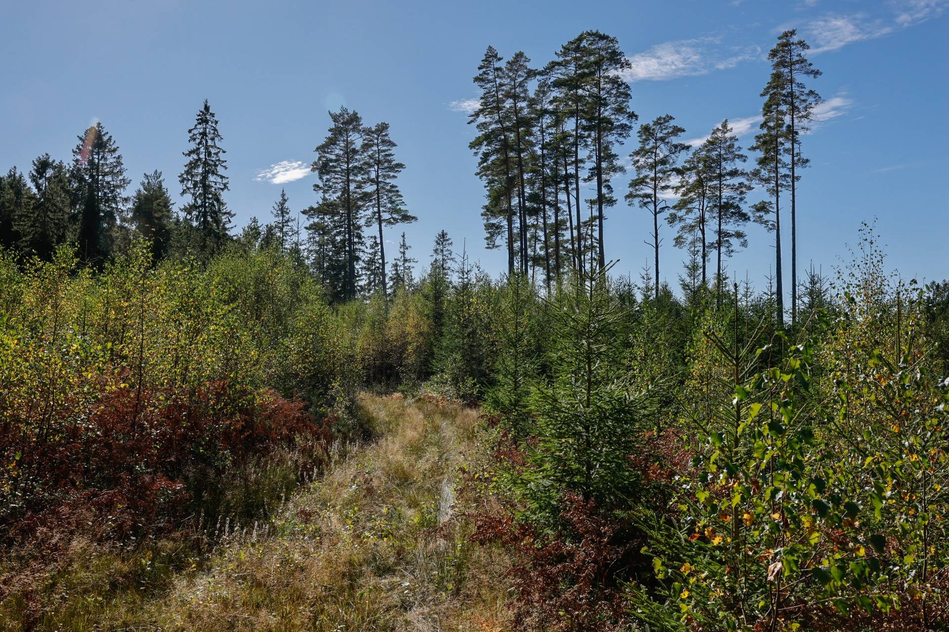 Gård/skog på SVENLJUNGA UGGLEBO 2:3 Örsås Svenljunga kommun - bild 11