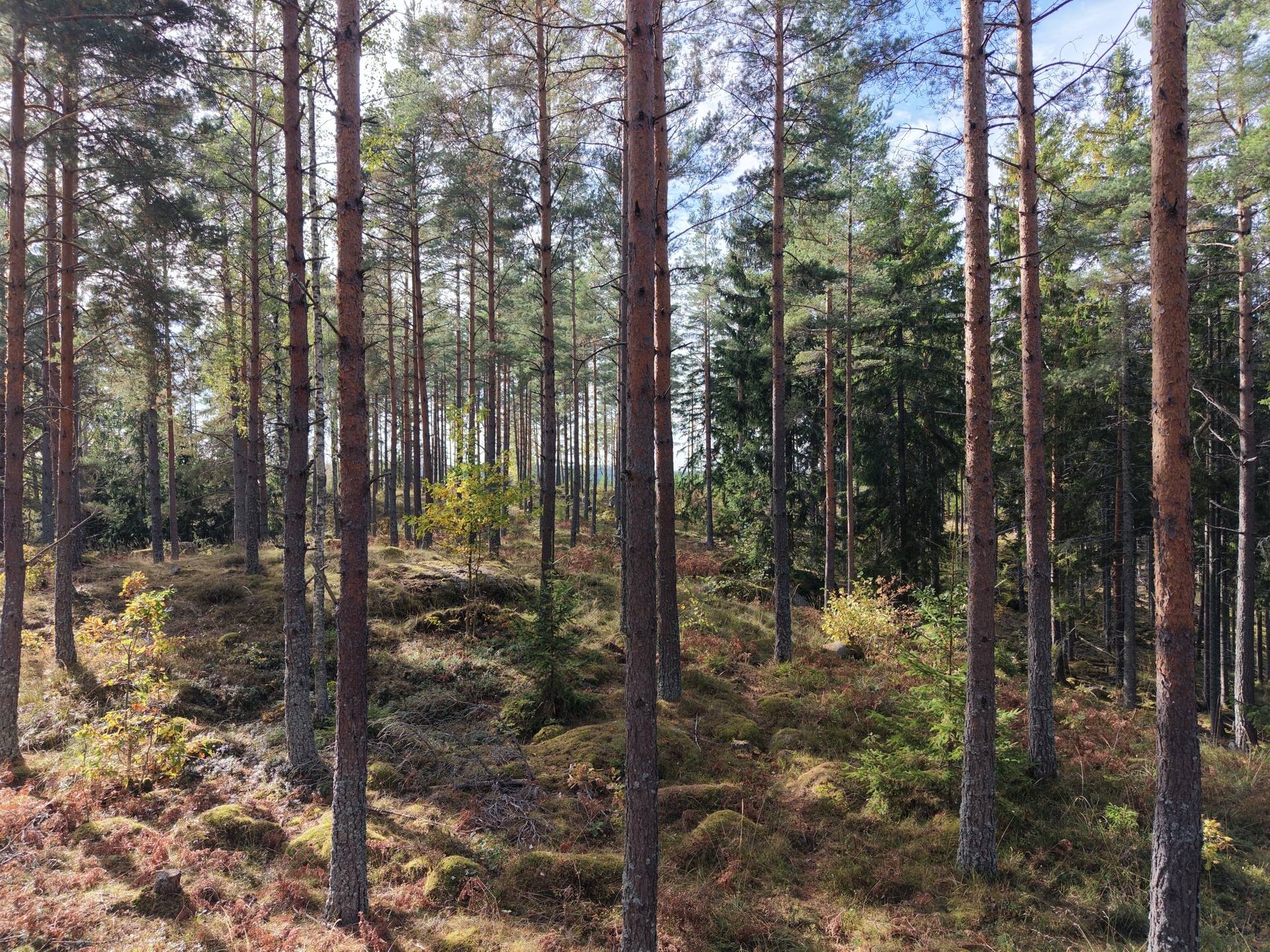 Gård med jordbruk på Vallingedal Nedergård Vallingedal Kinda kommun - bild 43