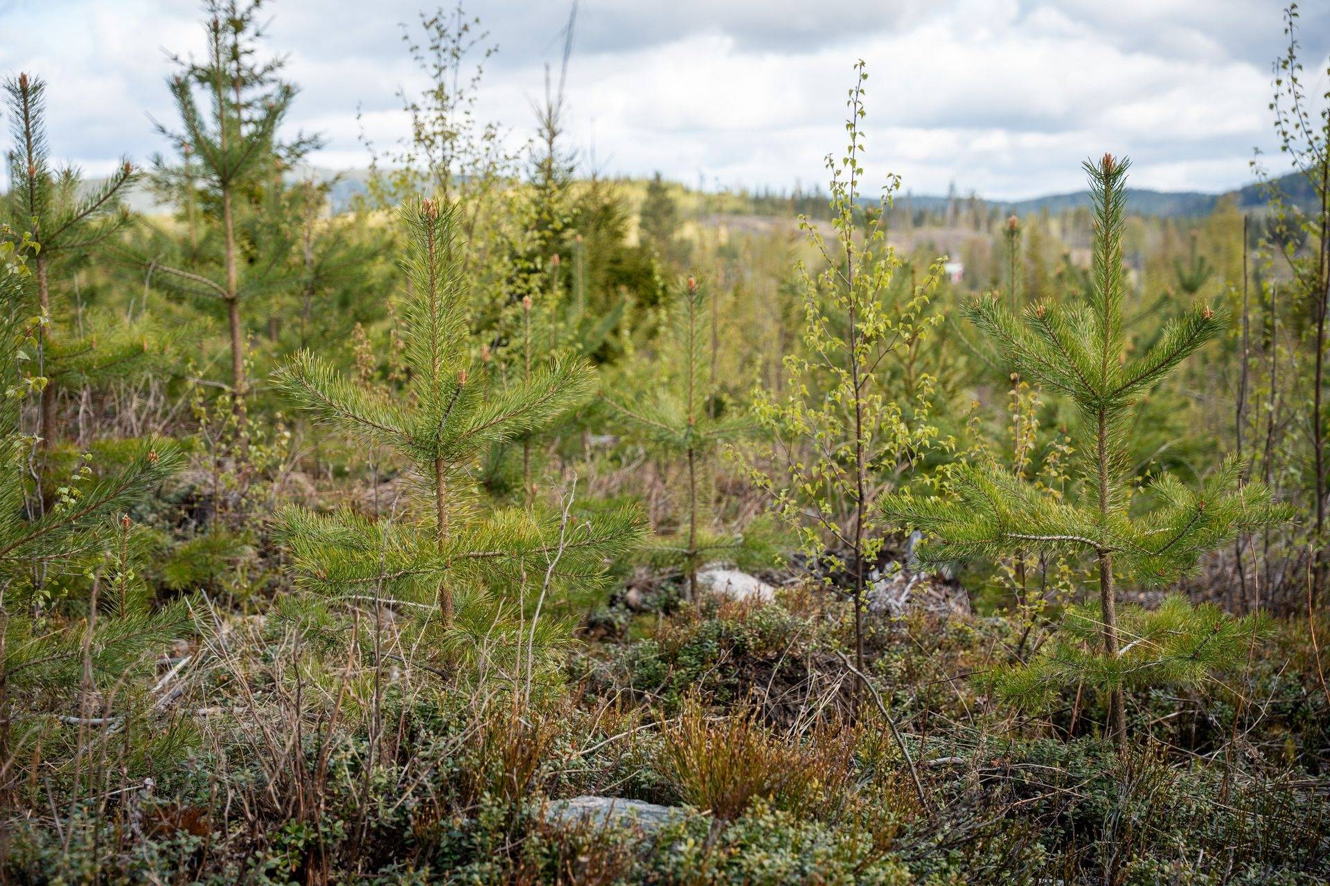 Gård med skogsbruk på RAGUNDA KRÅNGEDE 3:7 Krångede Ragunda kommun - bild 12