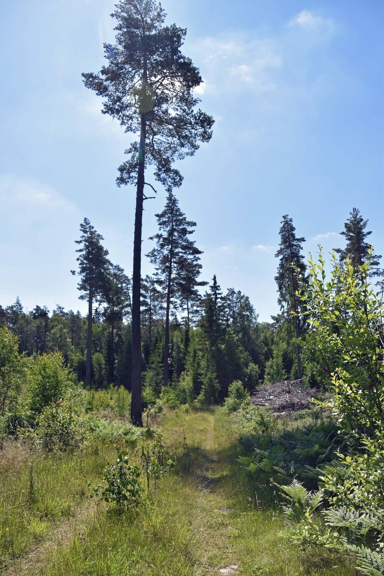 Gård/skog på Trehörna Fågeltorp 1 Ödeshögs kommun - bild 3
