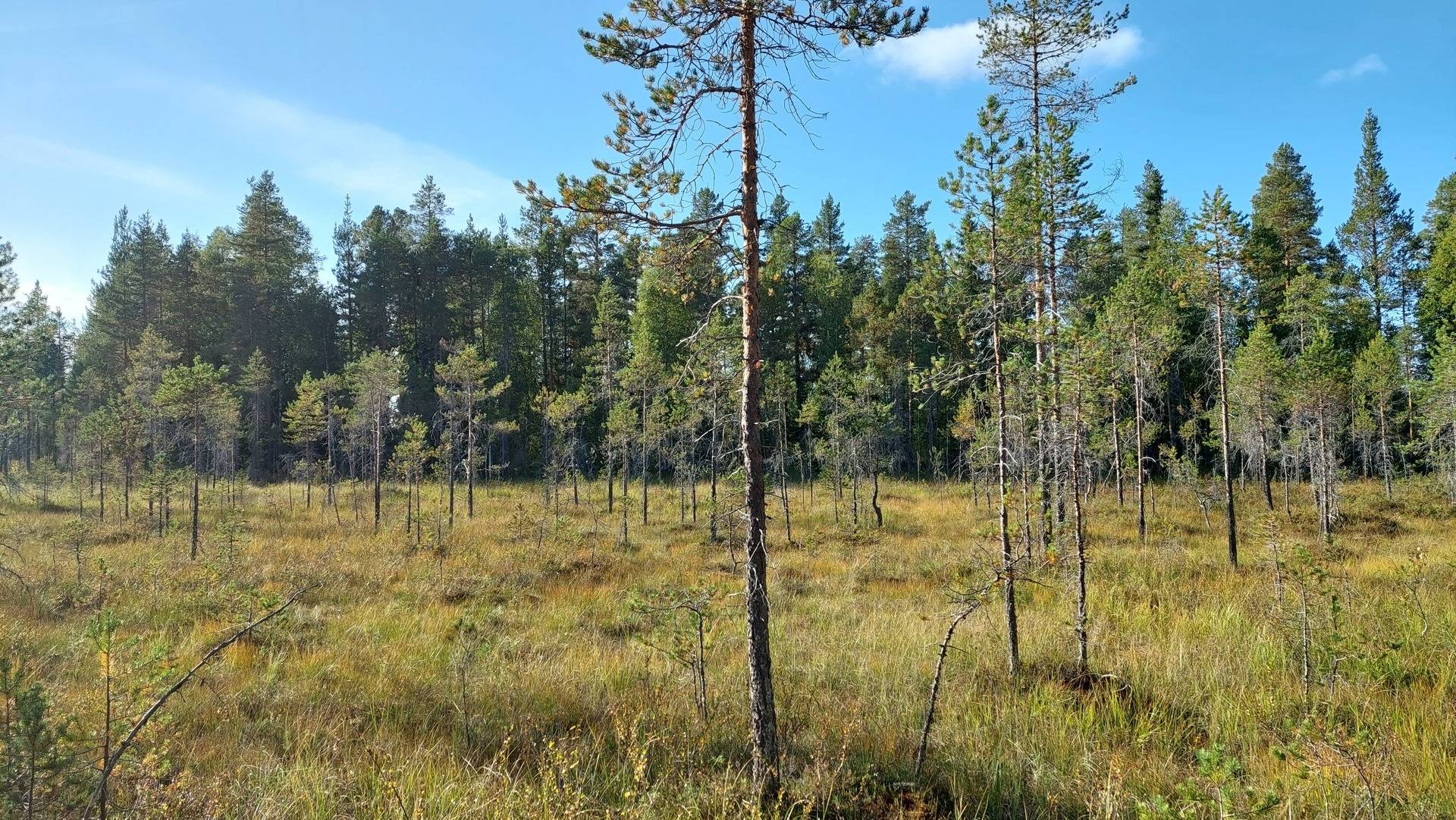 Gård/skog på Sollefteå Gösing 1:57 Junsele Sollefteå kommun - bild 4