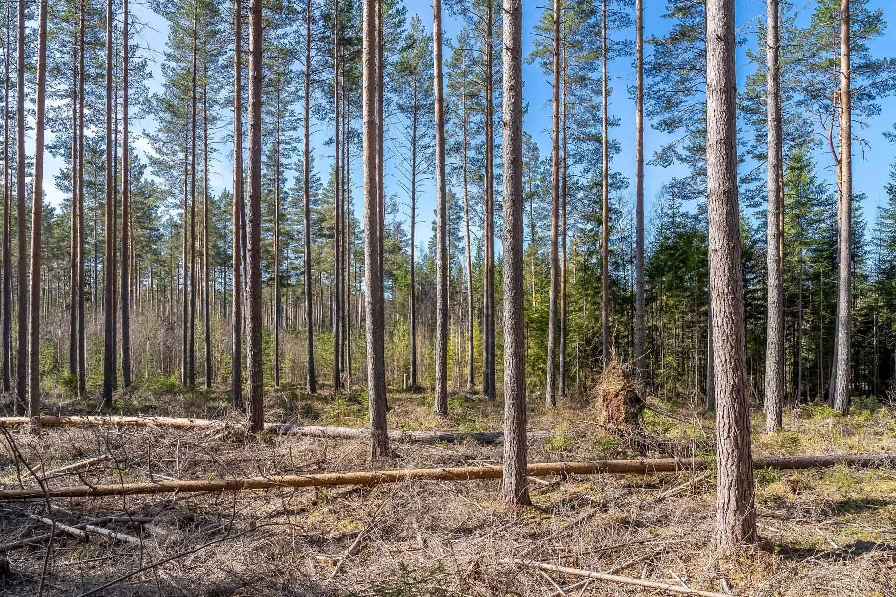 Gård med skogsbruk på Skogsfastighet Leksands kommun - bild 3