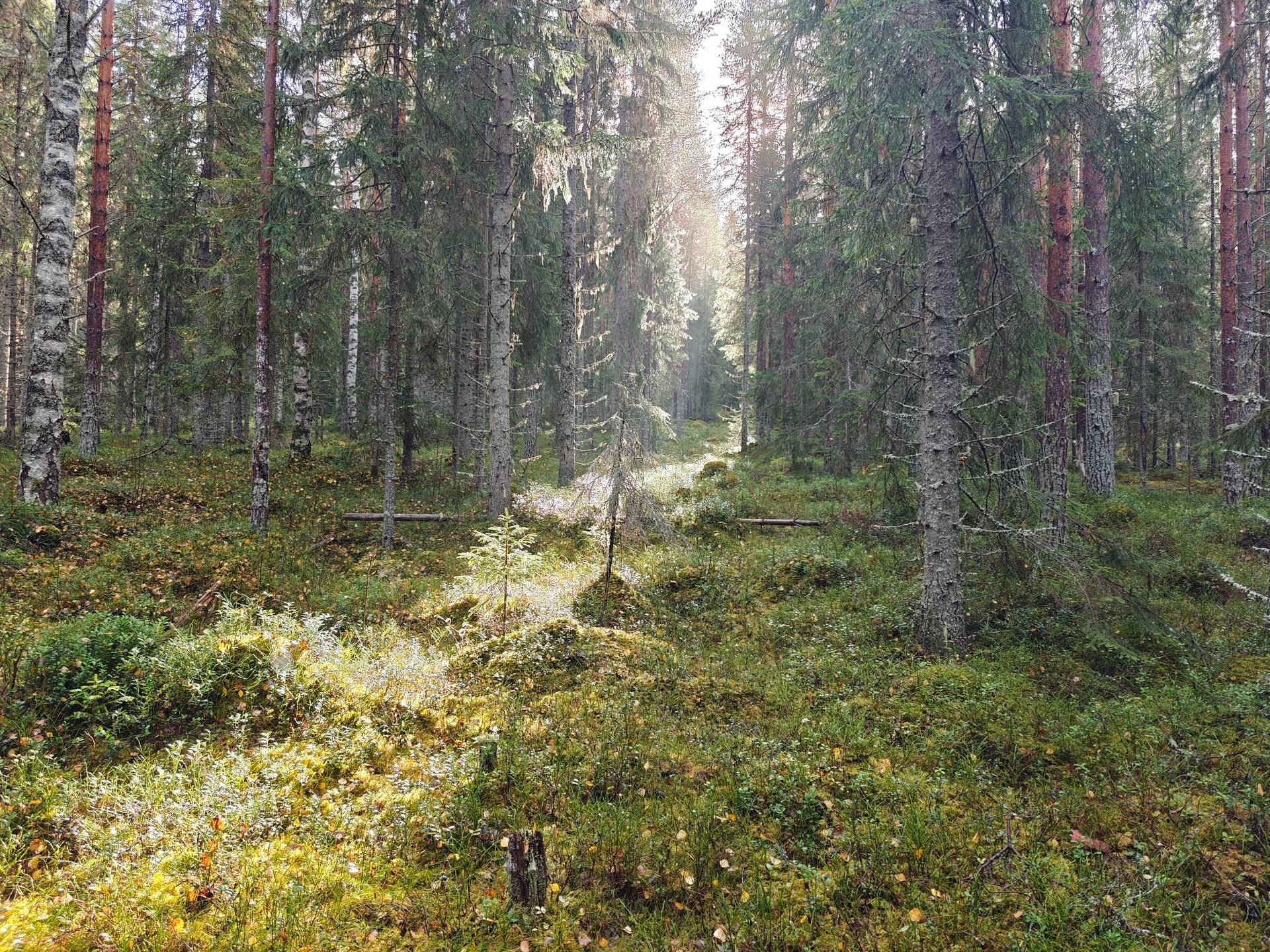 Gård/skog på RAGUNDA RAGUNDA-BÖLE 2:107 Ragunda kommun - bild 1