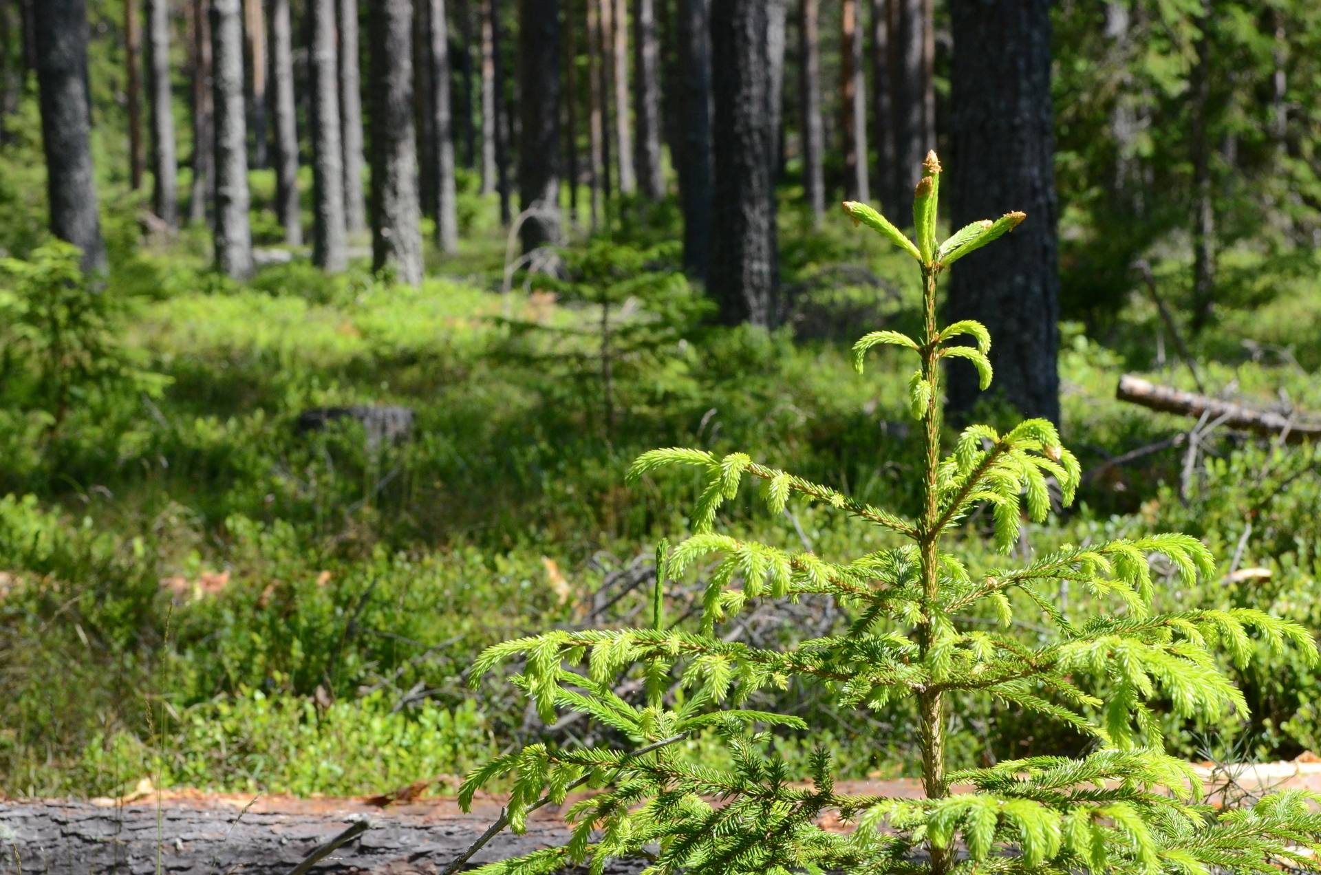 Gård med skogsbruk på Fjäkelmyra Borlänge kommun - bild 23