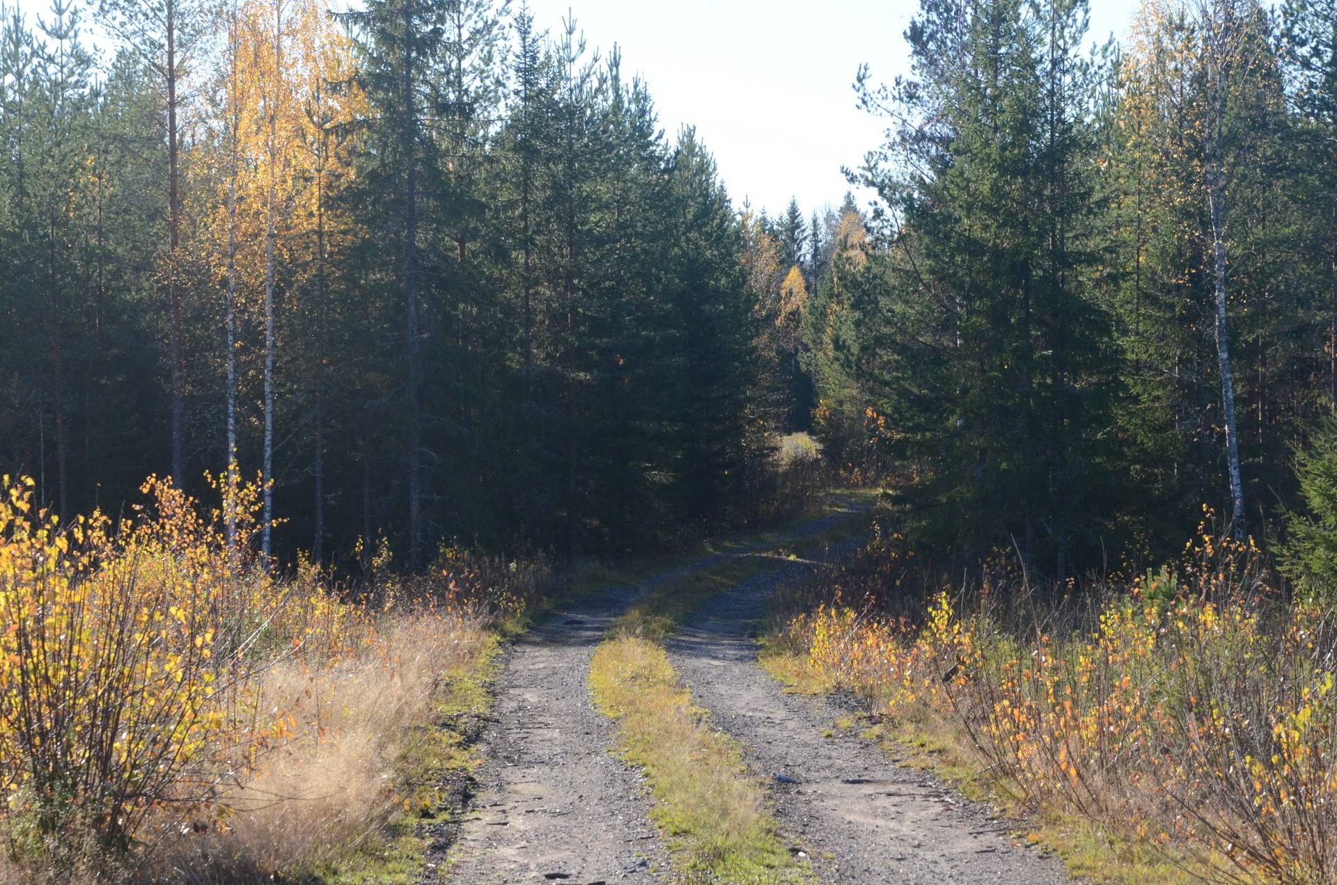 Gård med skogsbruk på Utanmyra Falu kommun - bild 28