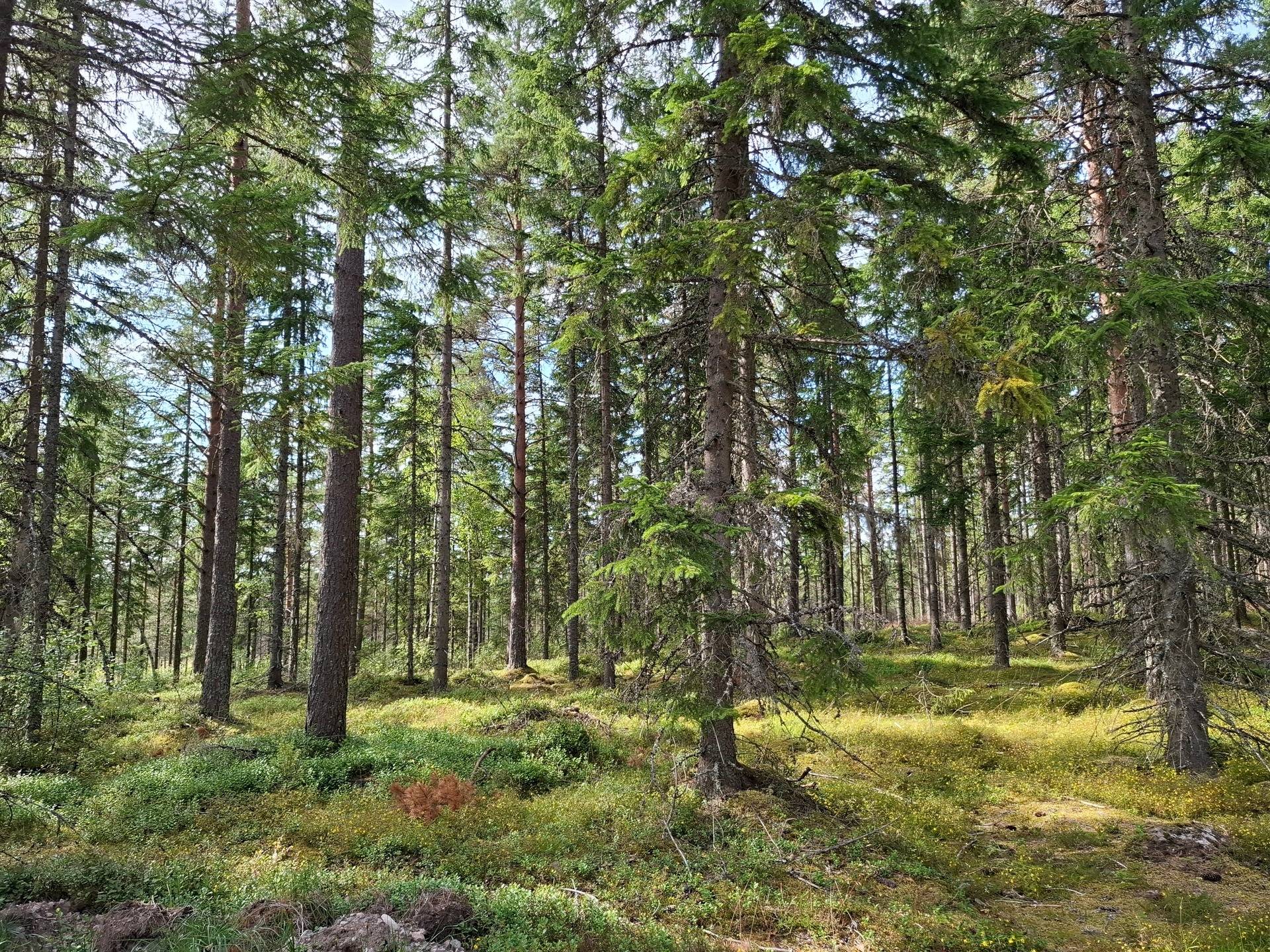 Gård med skogsbruk Jönköping Jönköpings kommun - bild 12
