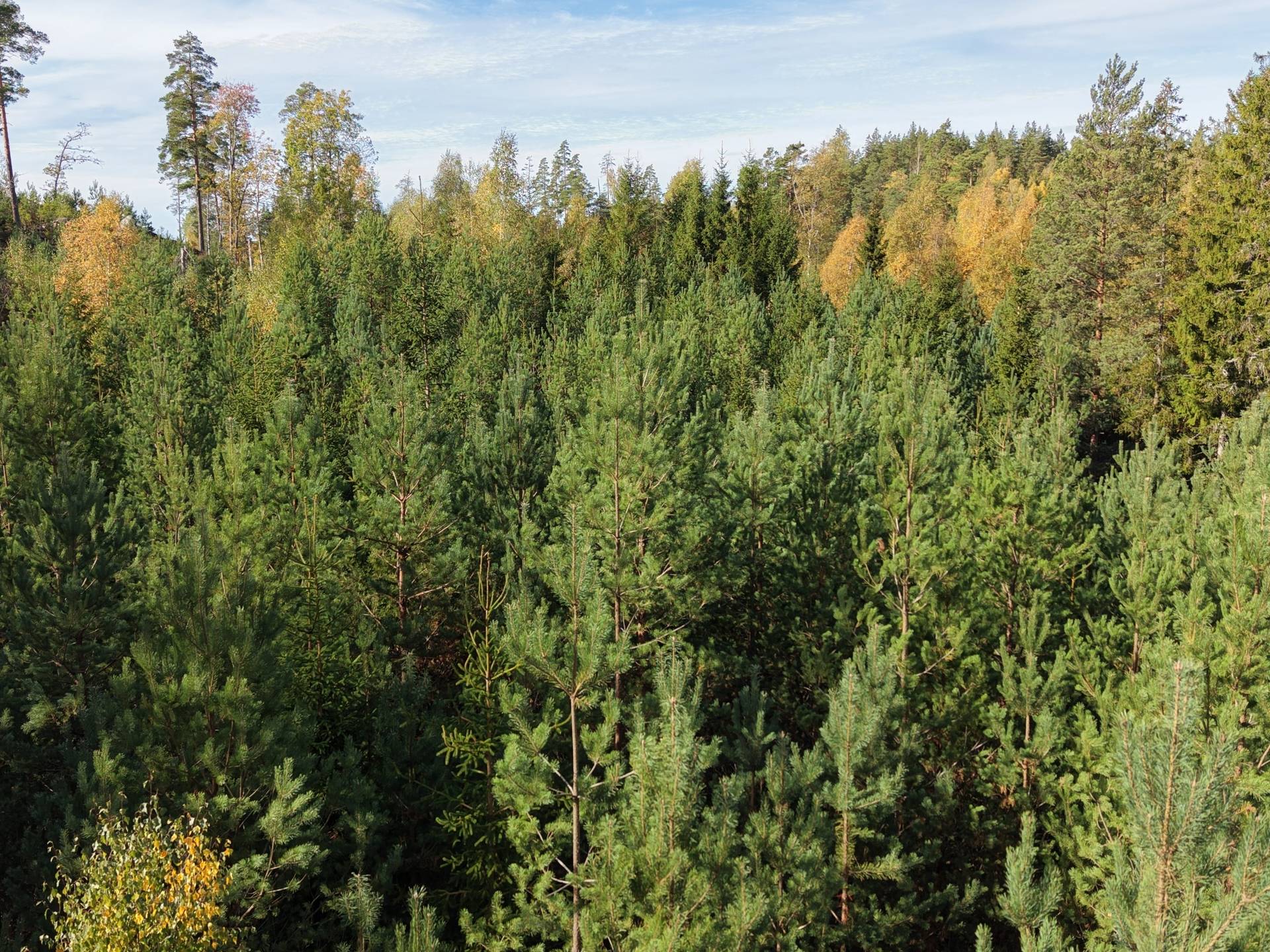Gård med jordbruk på Vallingedal Nedergård Vallingedal Kinda kommun - bild 35
