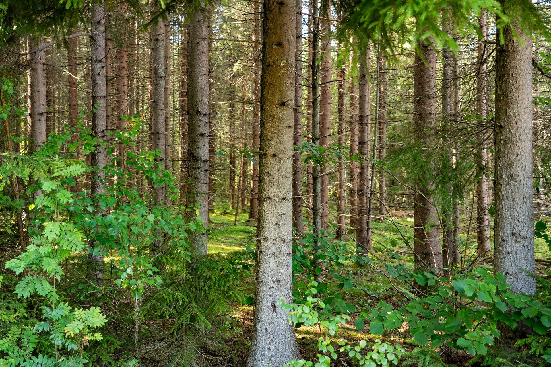 Gård med skogsbruk på Siggerudsnäs Kils kommun - bild 31
