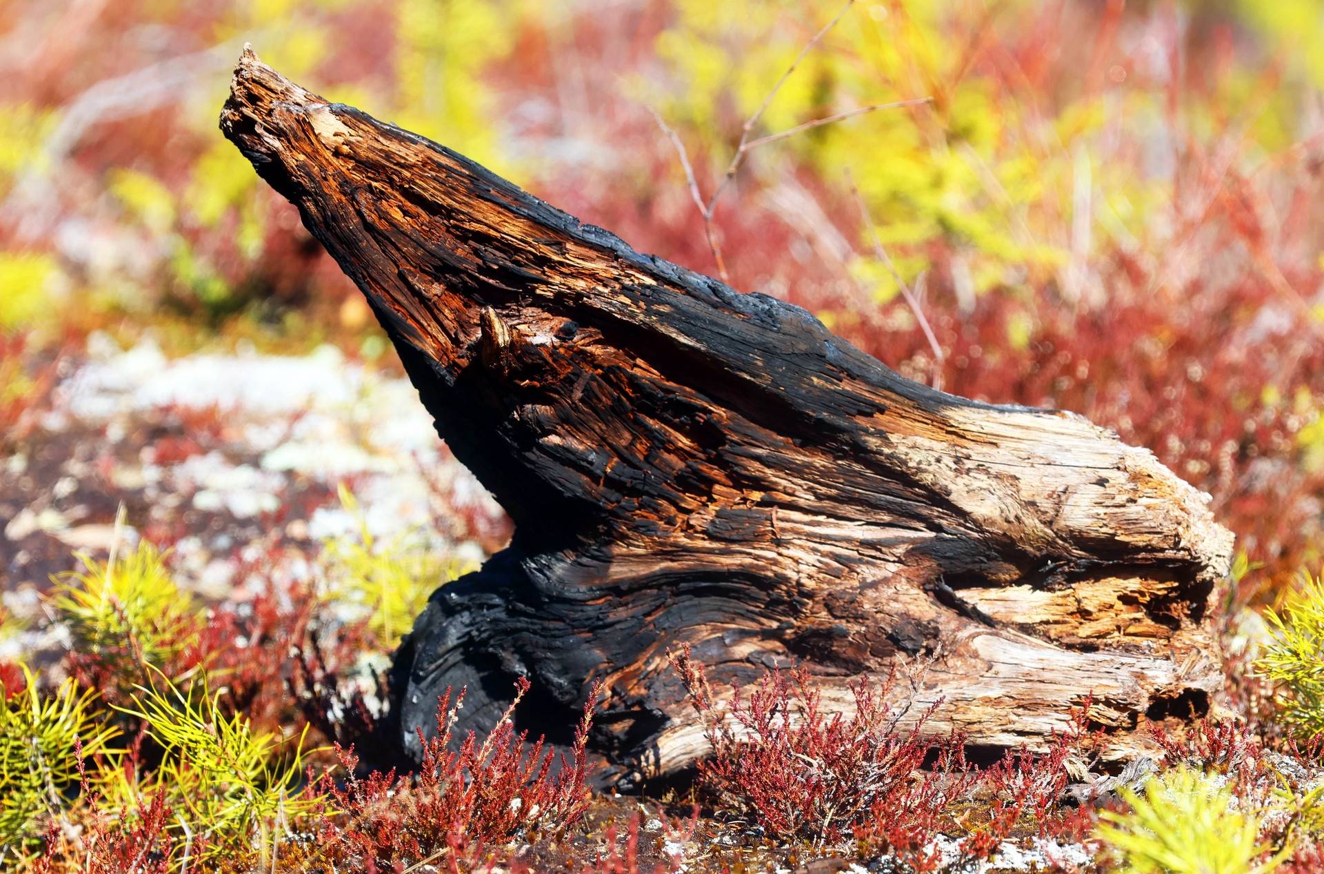 Gård med skogsbruk på ORRMO Härjedalens kommun - bild 4
