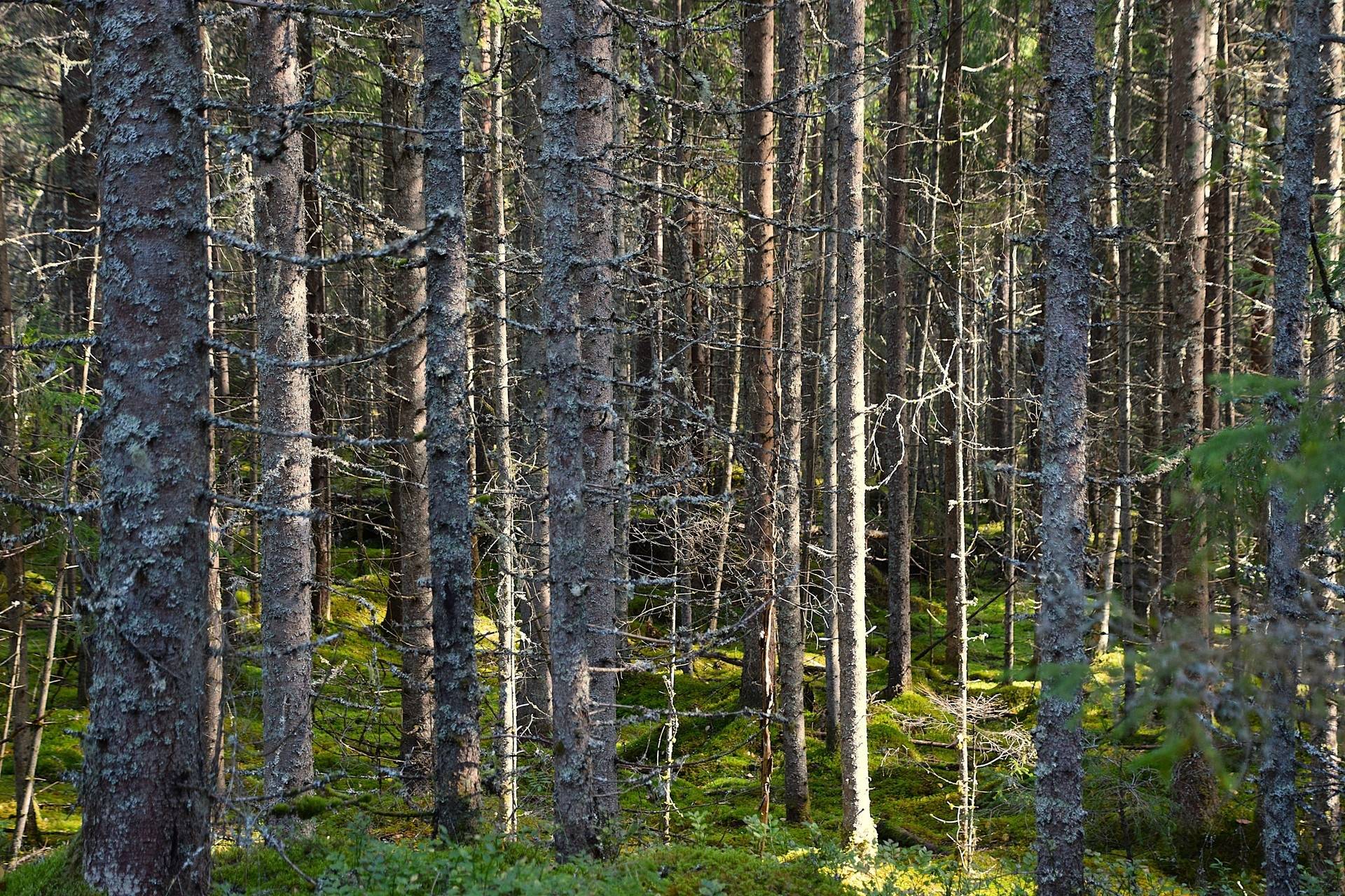 Gård med jordbruk på Snårbotten Laggartorp 23 Laggartorp Storfors kommun - bild 30