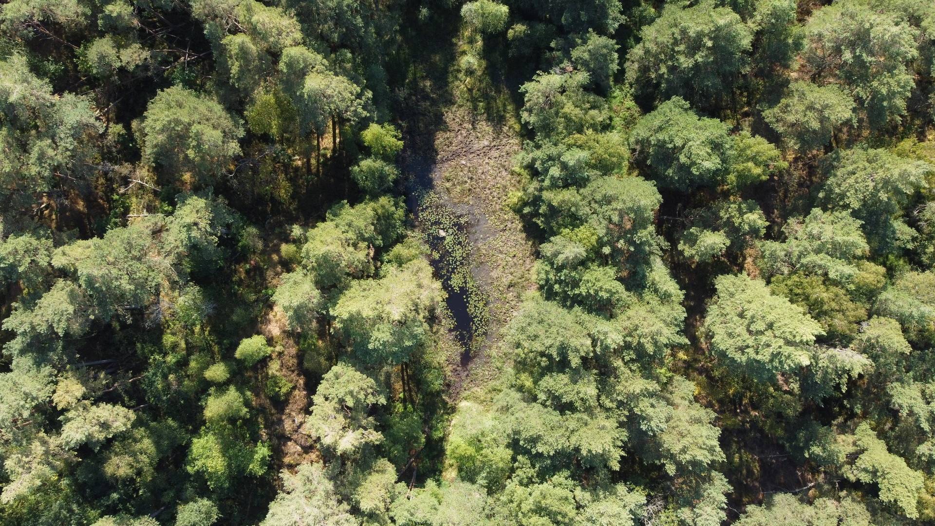 Gård/skog på 48 hektar sammanhängande skogsmark strax norr om Lerkil Kungsbacka kommun - bild 5
