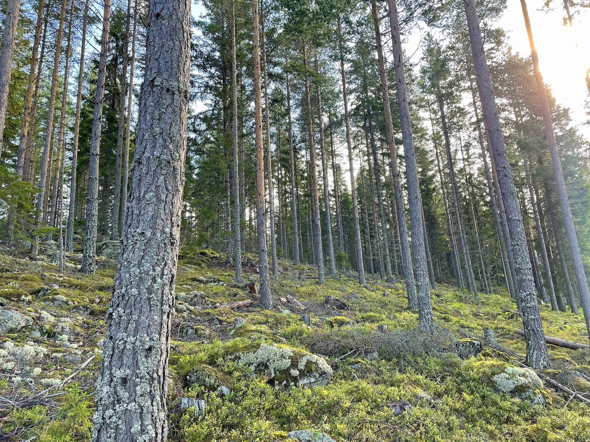 Gård med skogsbruk på Skogsskifte i Segersta Djupa Bollnäs kommun - bild 16
