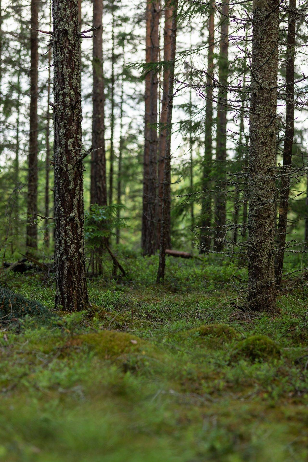 Gård/skog på Vallbyvägen 20 Hofors kommun - bild 13