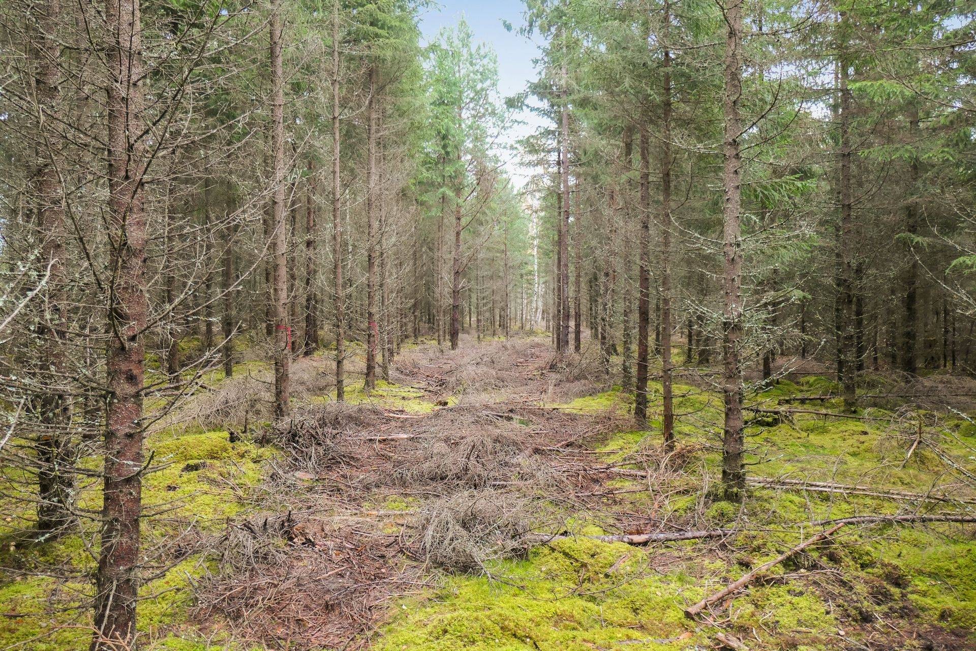Gård/skog på 56 ha skogsmark med bra bonitet utanför Floby Falköpings kommun - bild 10