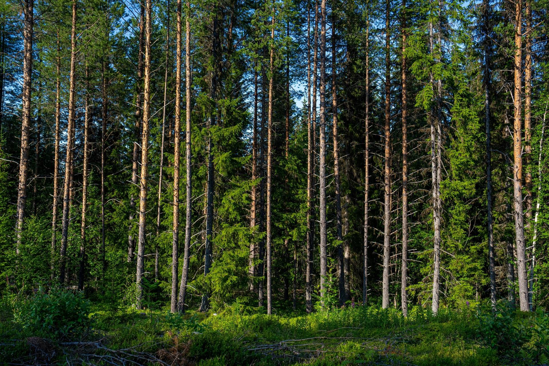 Gård/skog på Skansholm 2:51 Vilhelmina kommun - bild 12