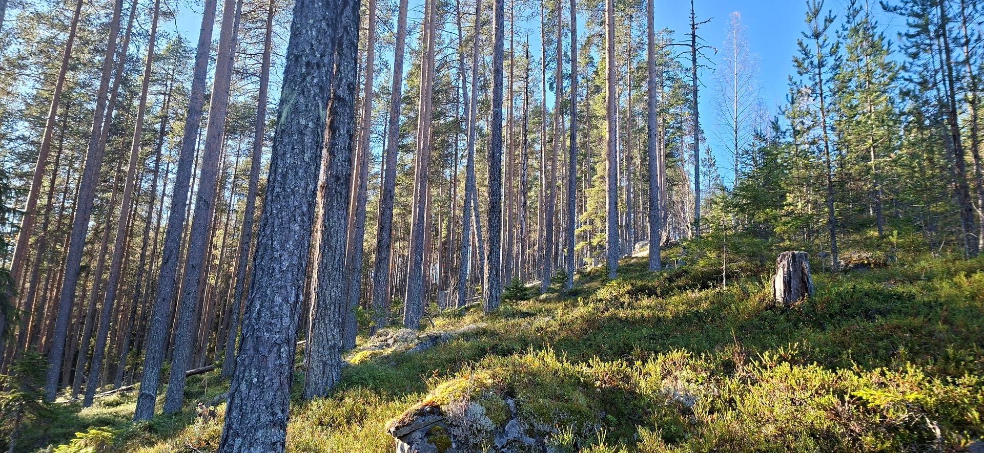 Gård med skogsbruk på Älvsbyn högheden 8:4, 8:5 & Piteå Björkheden 1:6 Älvsbyn Älvsbyns kommun - bild 4