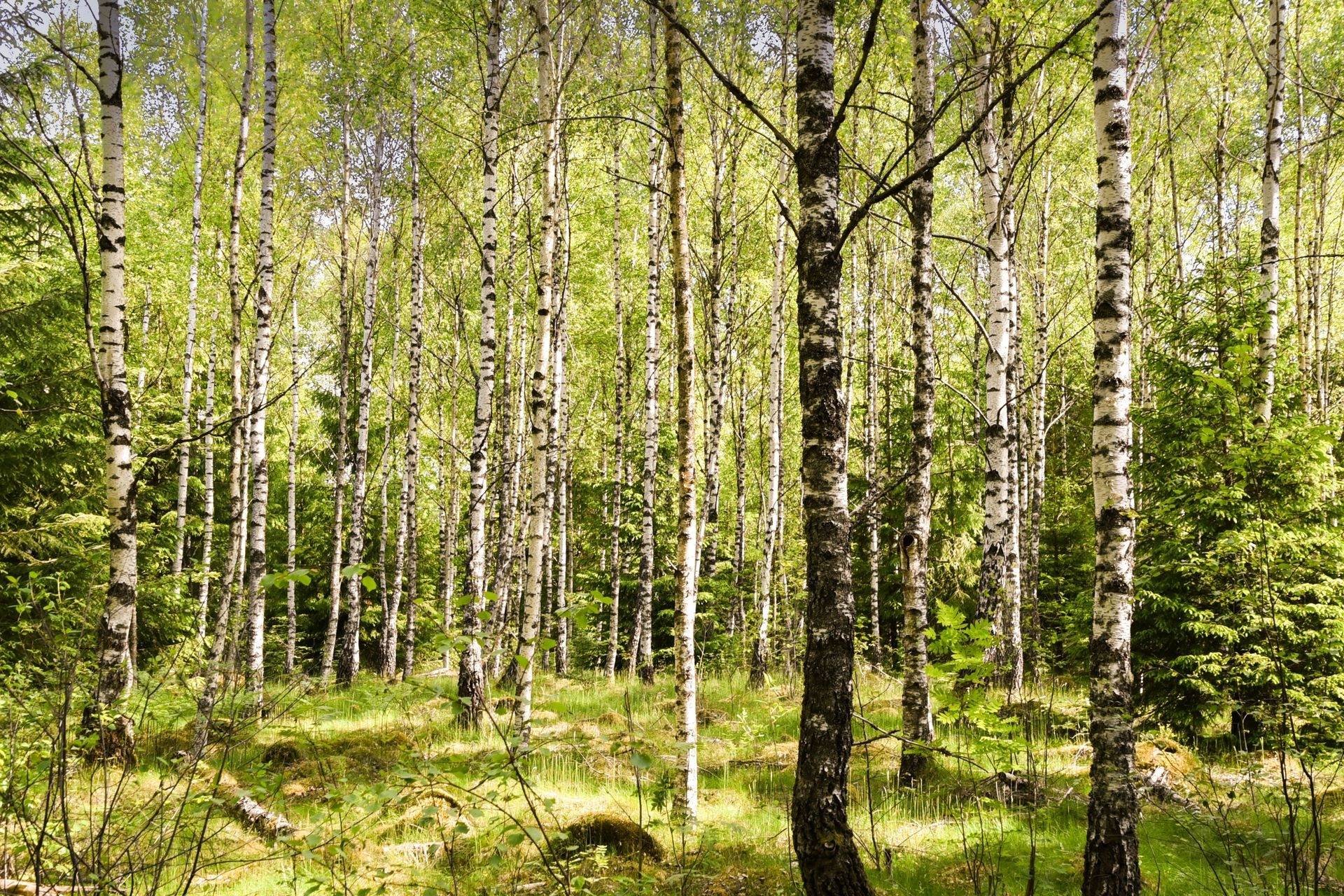 Gård med skogsbruk på Kvidala 1:9 Vittsjö Hässleholms kommun - bild 8