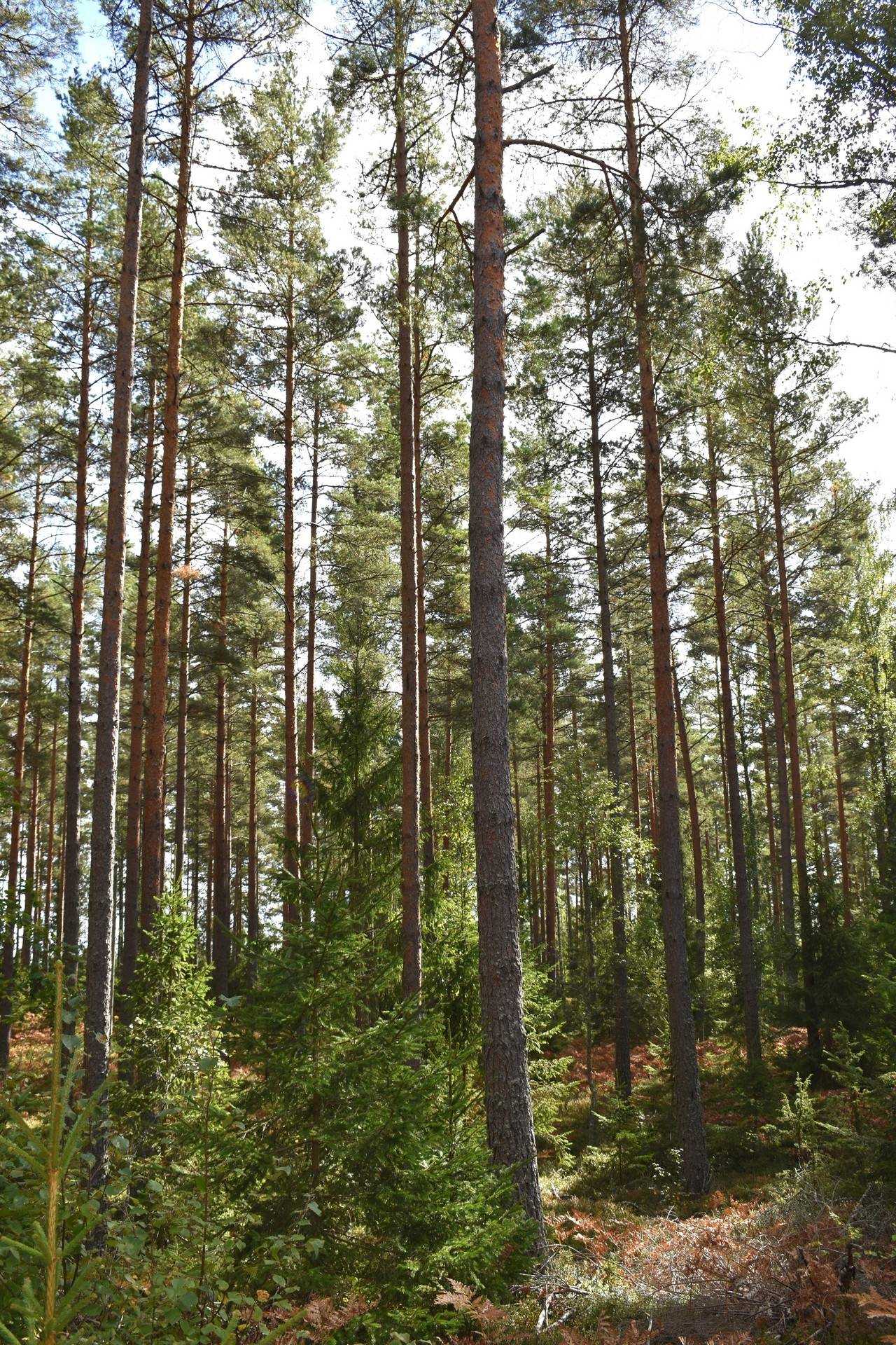 Gård med skogsbruk på Gårdsryd 1:2, 3:2 Gårdsryd Nybro kommun - bild 11