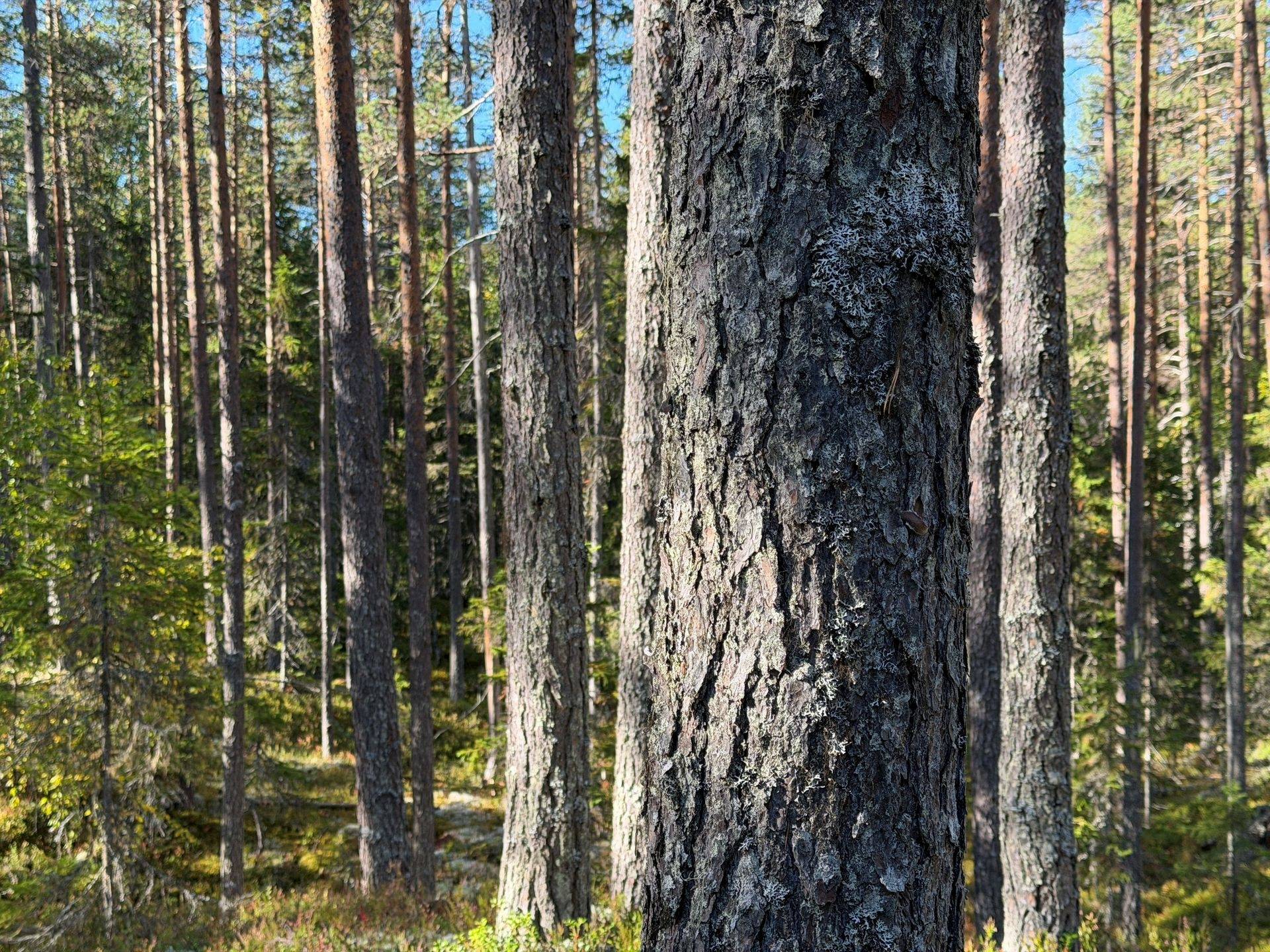 Gård/skog på Limbäck 89:3 Våmhus Mora kommun - bild 27