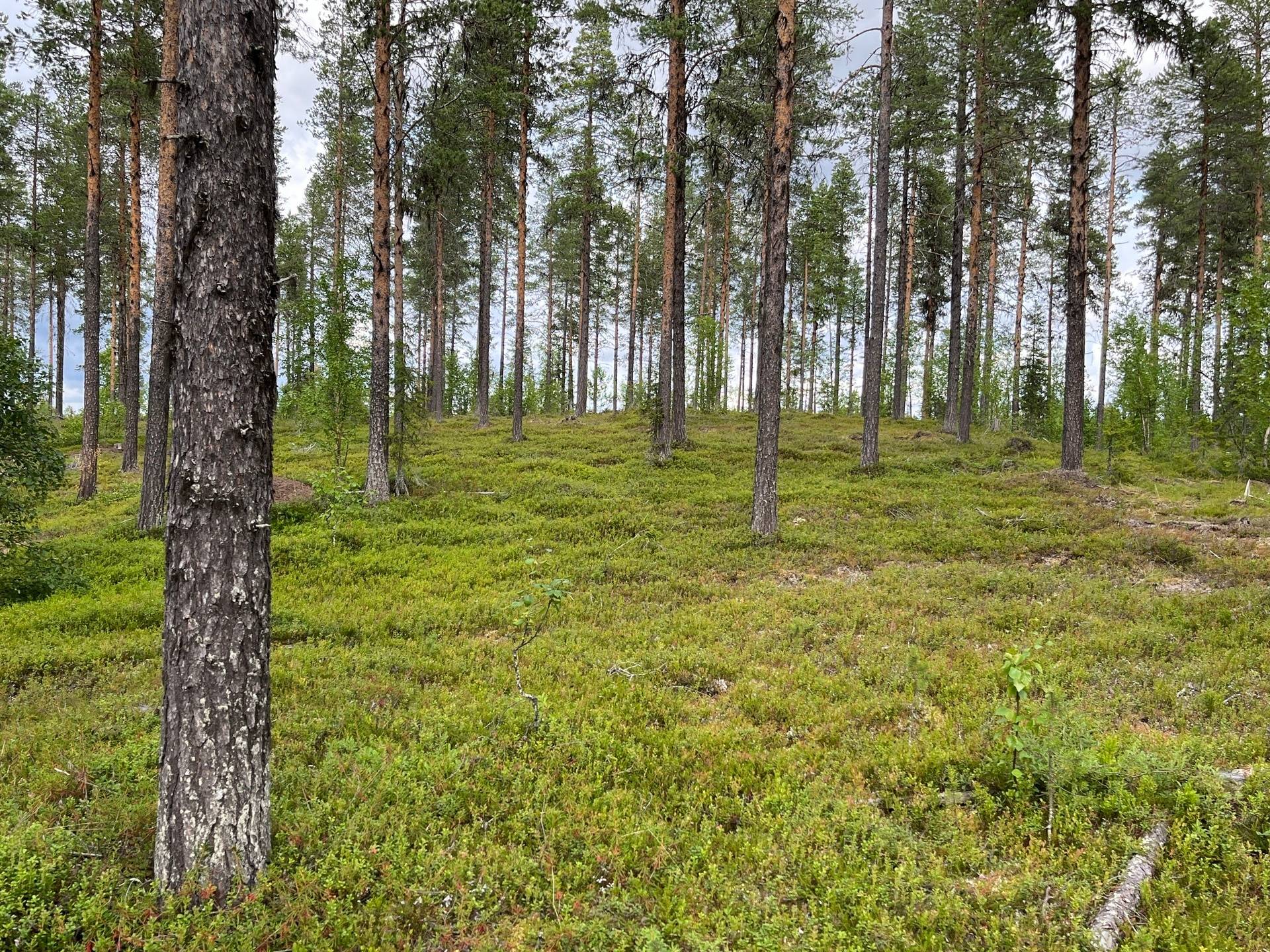 Gård/skog på Vettasjärvi Gällivare kommun - bild 7