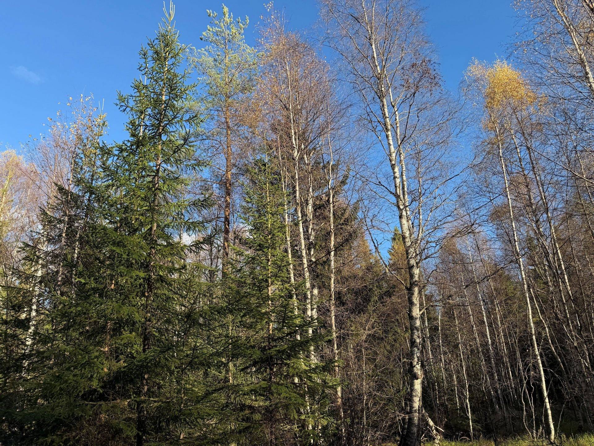 Gård/skog på Loka 31:15 Älvdalens kommun - bild 20