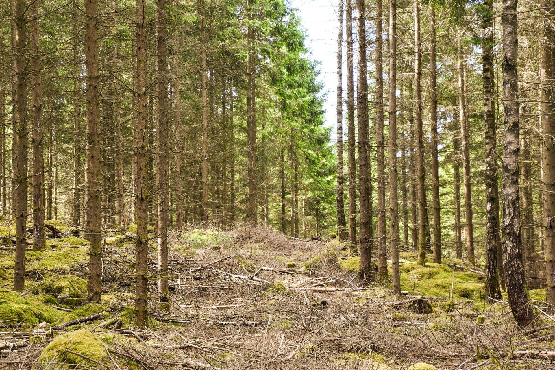 Gård med skogsbruk på Kvidala 1:9 Vittsjö Hässleholms kommun - bild 17