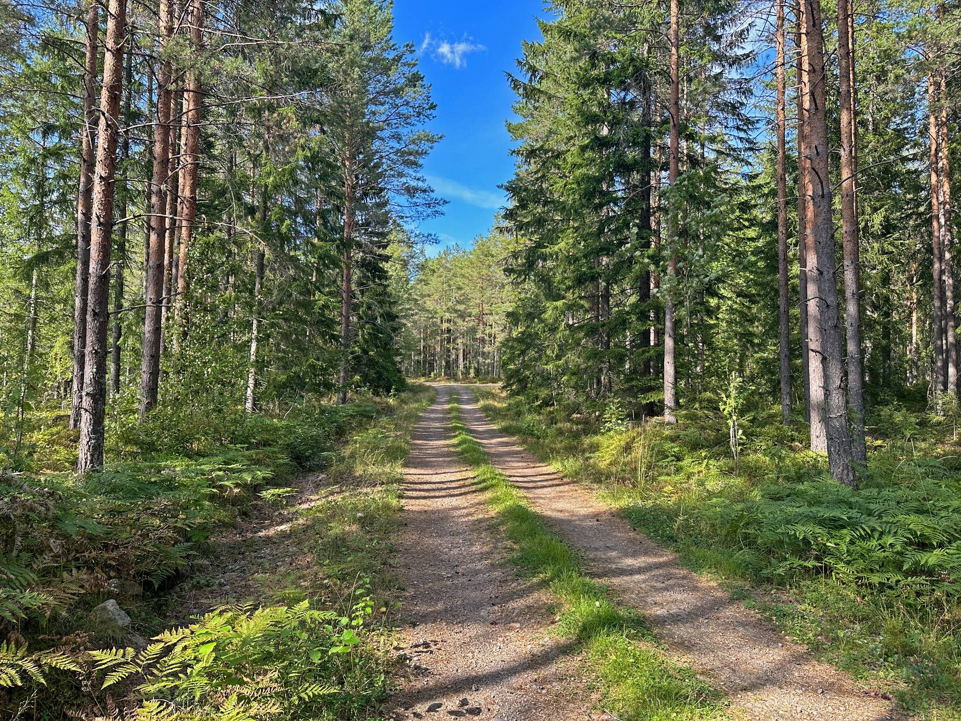 Gård/skog på Näckenbäck Avesta kommun - bild 6