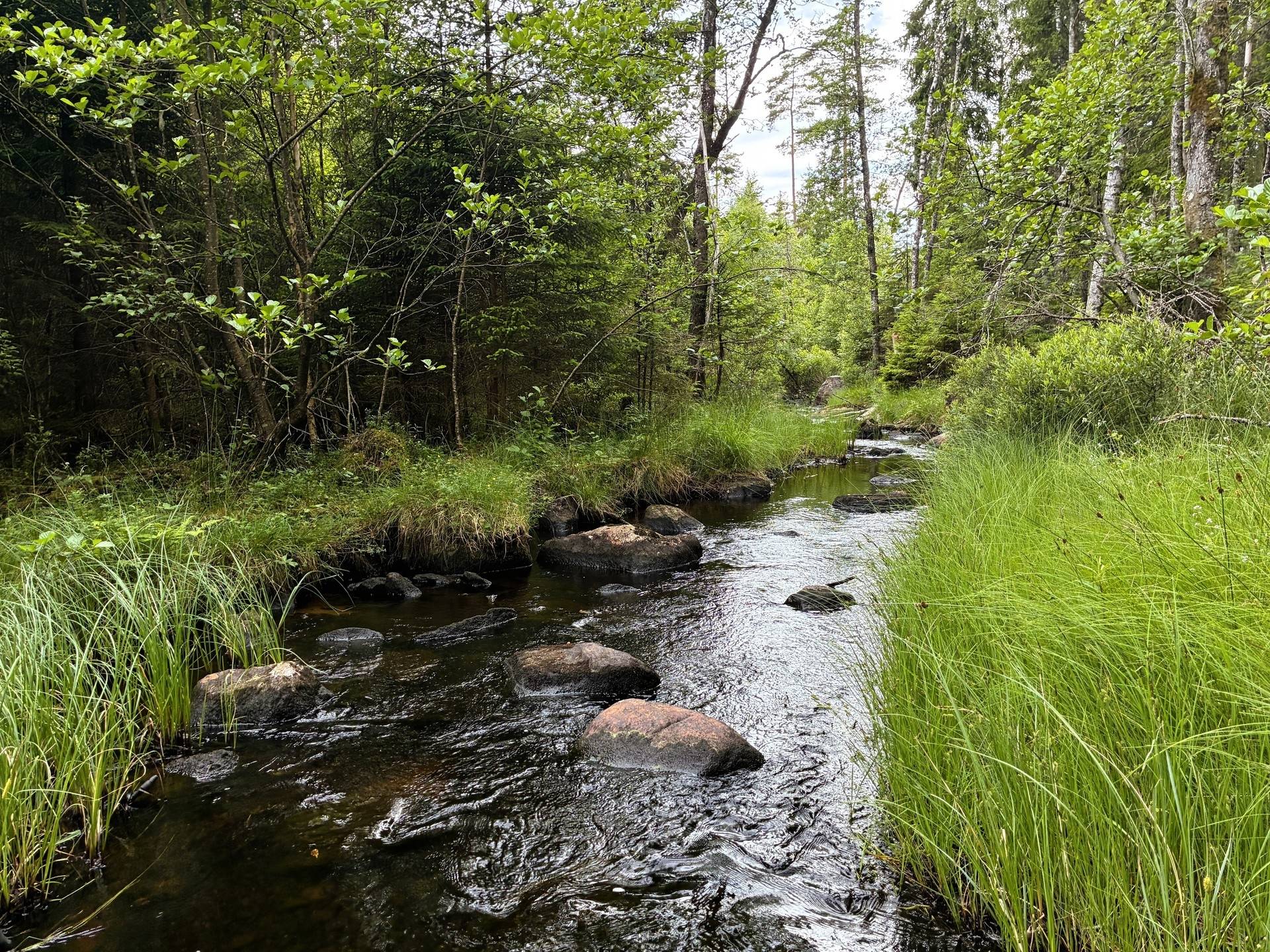Gård/skog på Produktiv skogsmark med god bonitet Tranemo kommun - bild 16