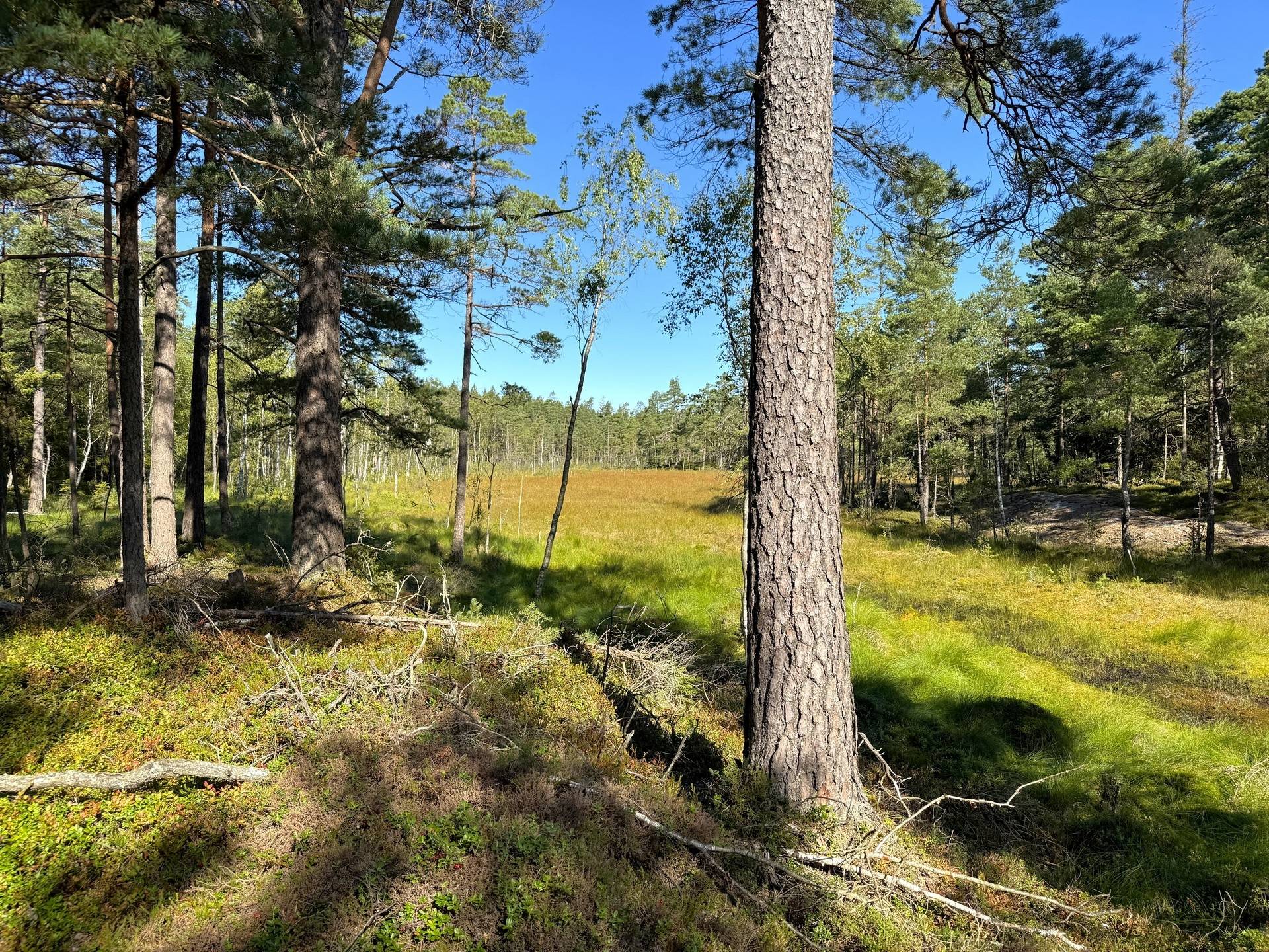 Gård med skogsbruk på Stillestorp 1:1 Lerum Lerums kommun - bild 32