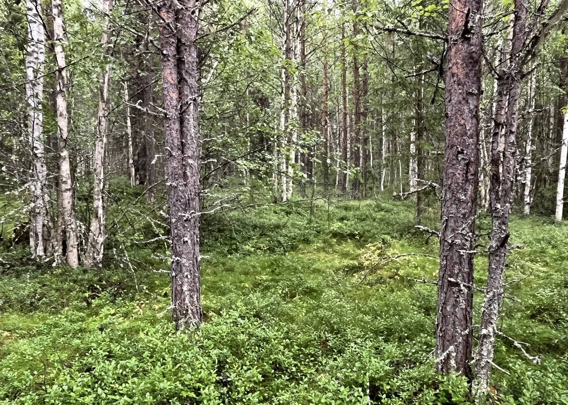 Gård/skog på VILHELMINA IDVATTNET 2:25, 2:26 & 2:29 Idvattnet Vilhelmina kommun - bild 10