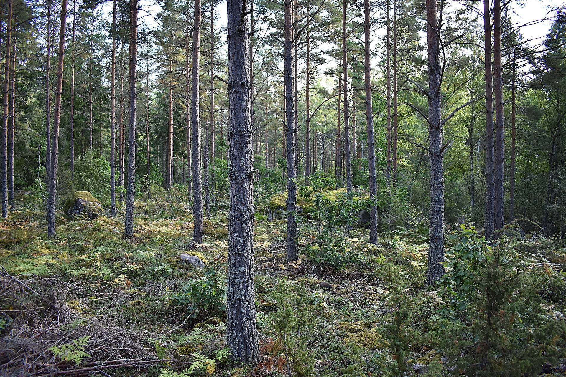 Bäckebo, Nybro kommun