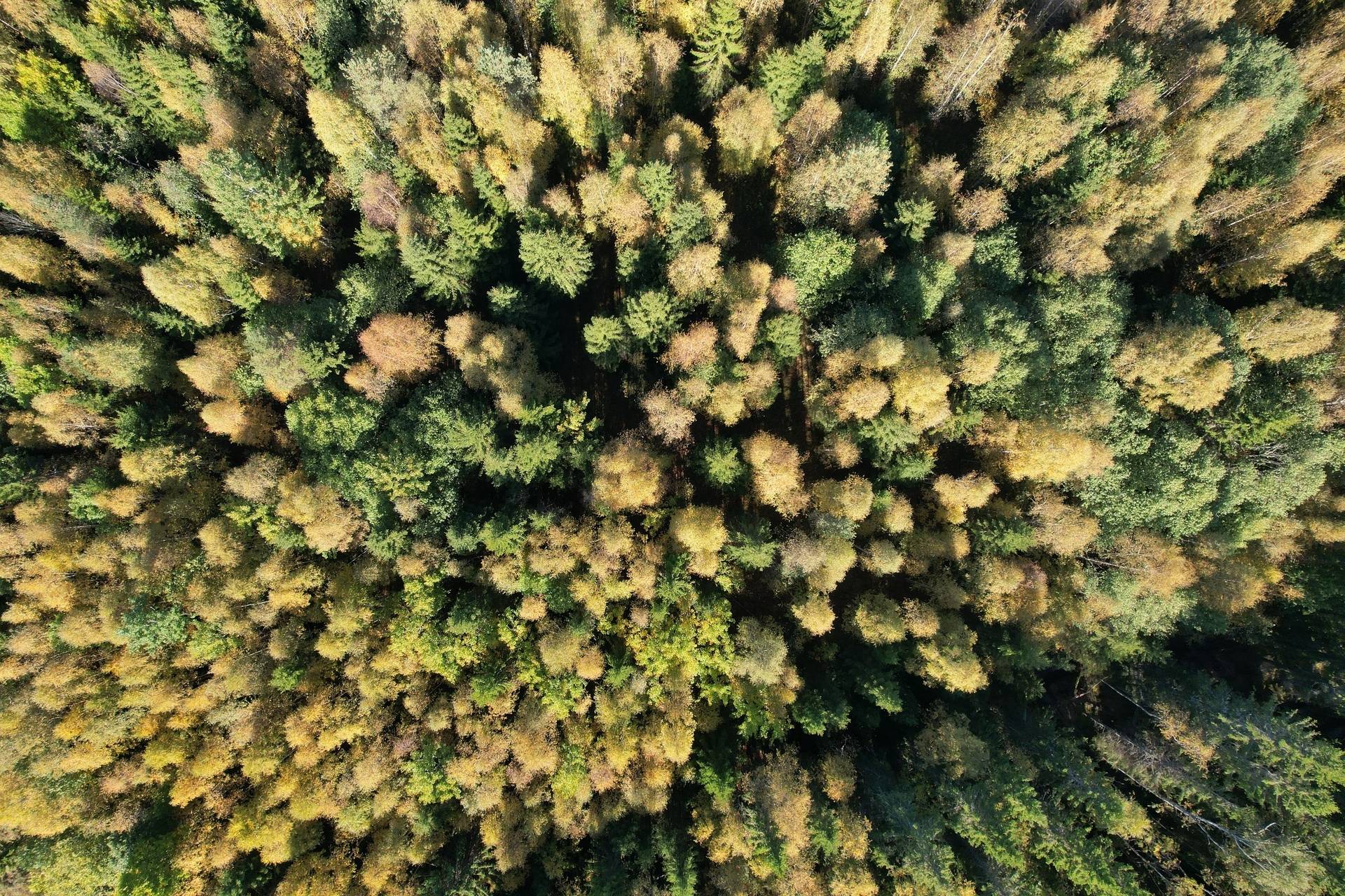 Gård med skogsbruk på Landtjärn Sandvikens kommun - bild 2