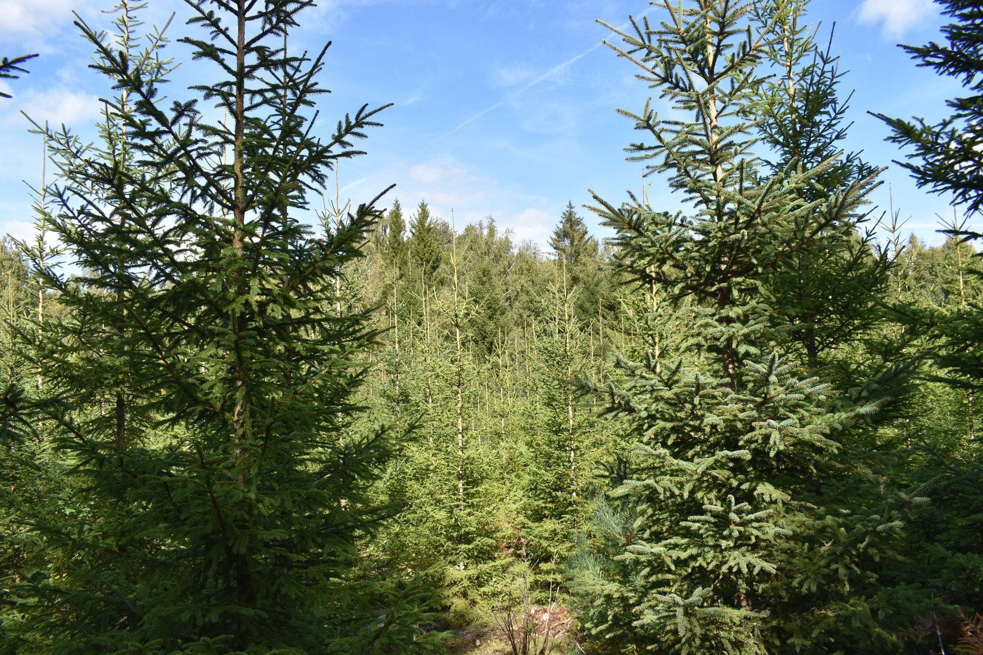 Gård med skogsbruk på Gårdsryd 1:2, 3:2 Gårdsryd Nybro kommun - bild 4