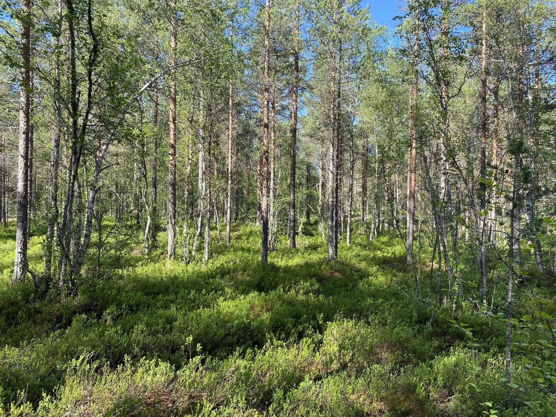 Särna, Älvdalens kommun
