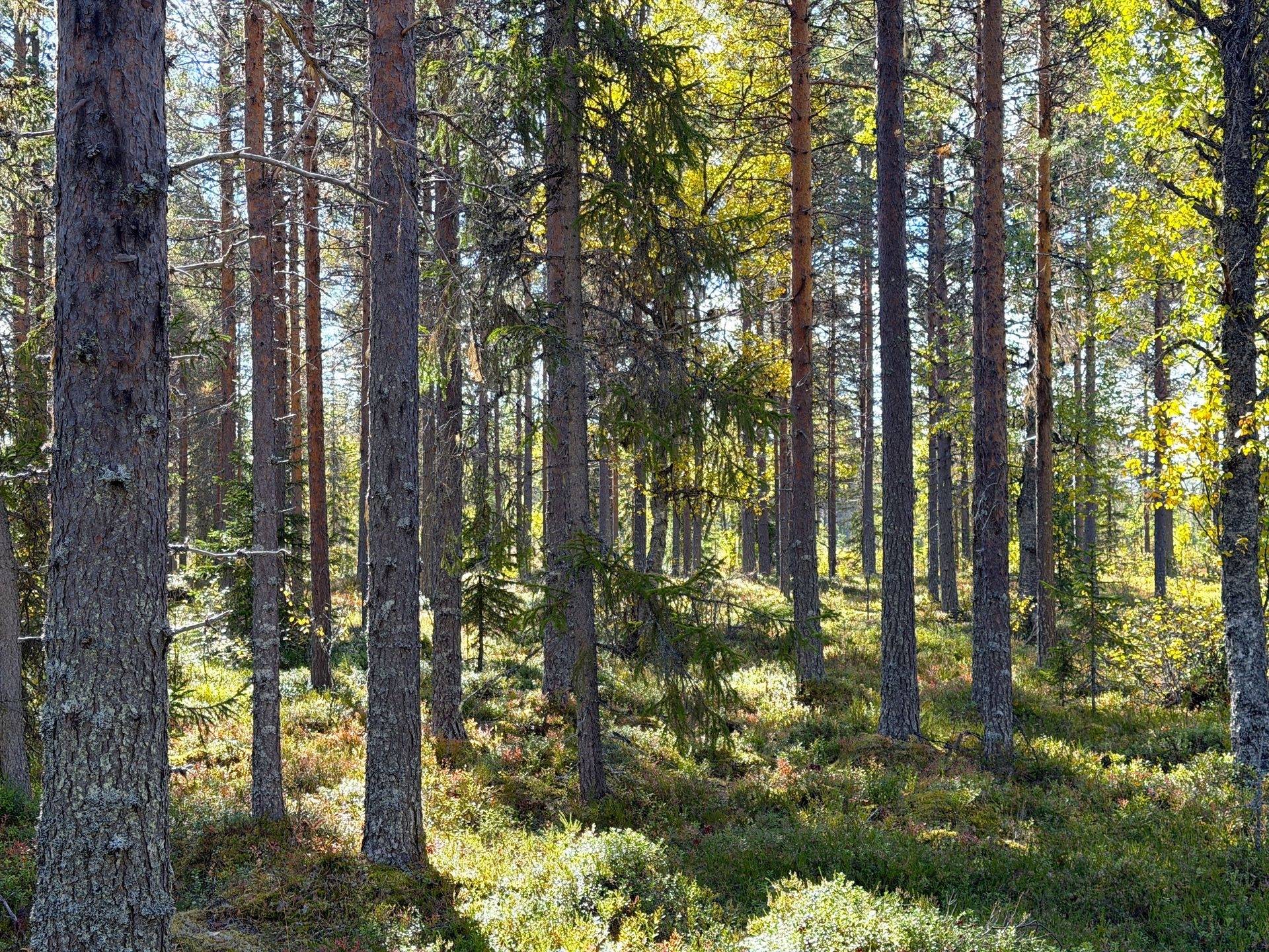 Gård/skog på Öjvasseln 20:1 Särna Älvdalens kommun - bild 18