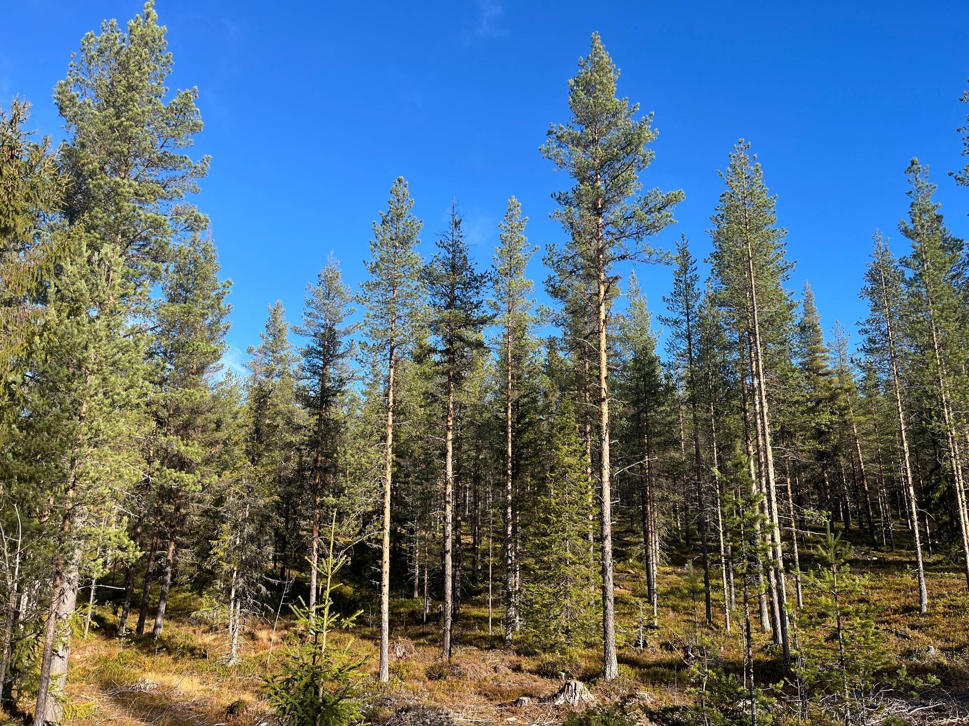 Gård/skog Malå Malå kommun - bild 5