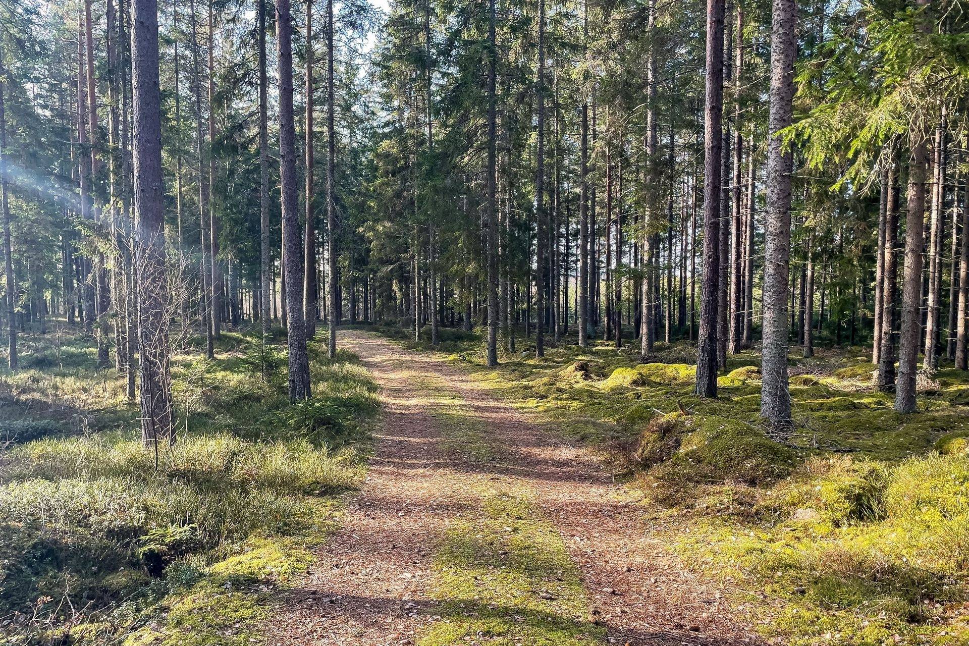 Gård/skog på Vashult 4463 Älmhults kommun - bild 42