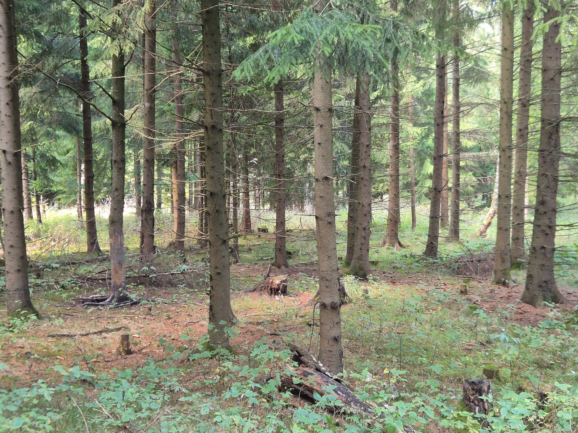 gård/skog på Eksholm 1:1 del av Klågerup, Svedala kommun - bild 2