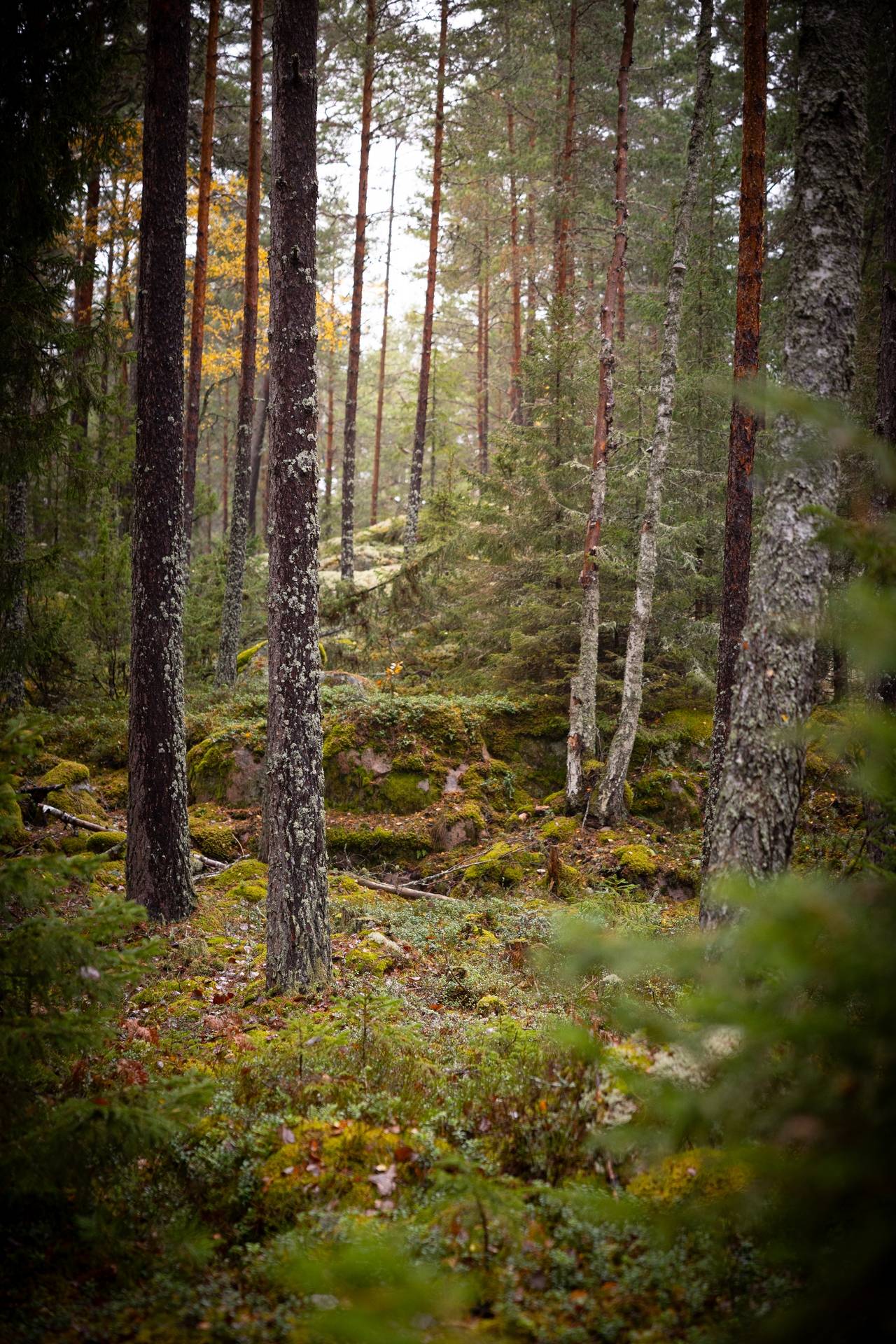 Gård/skog på Uddberga Sörby Sparreholm vid Båven Flens kommun - bild 22