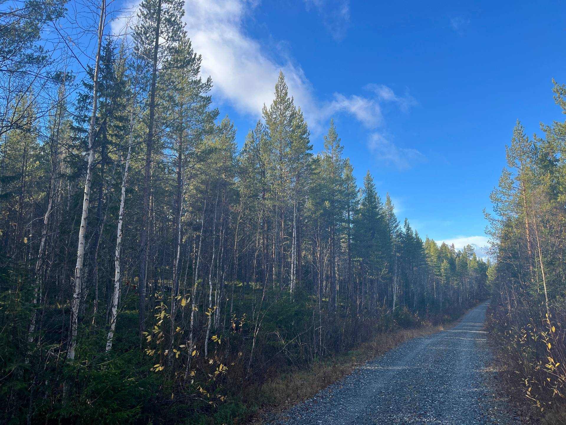 gård med skogsbruk på Adress saknas Gunnarn, Storumans kommun - bild 1