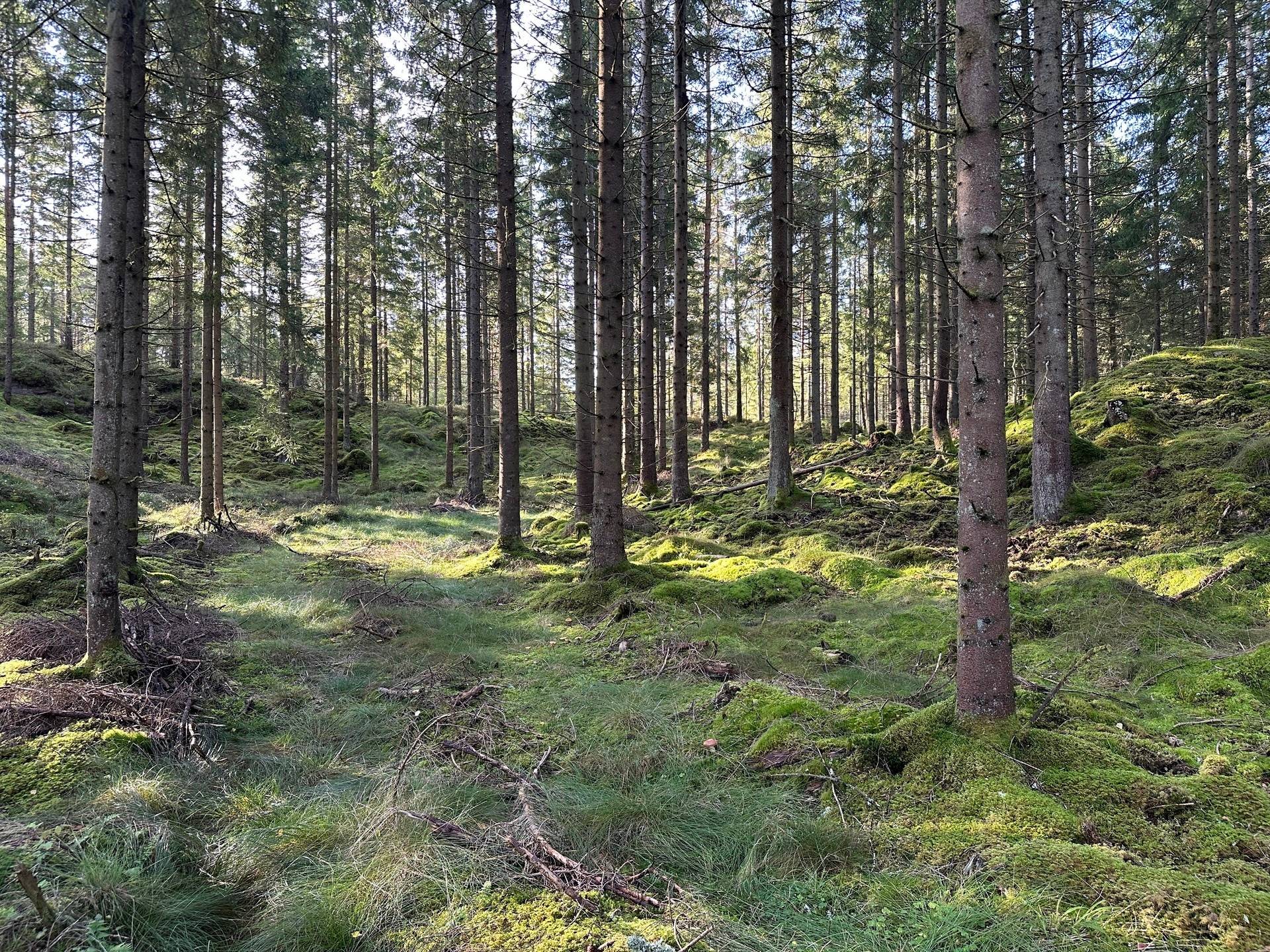 Gård med skogsbruk på MARK ANABÄCKSHULT 2:14 Anabäckshult Marks kommun - bild 7