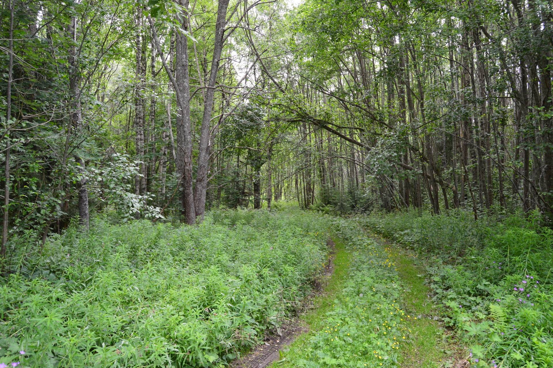 Gård med skogsbruk på Nilslarsberg Falu kommun - bild 21