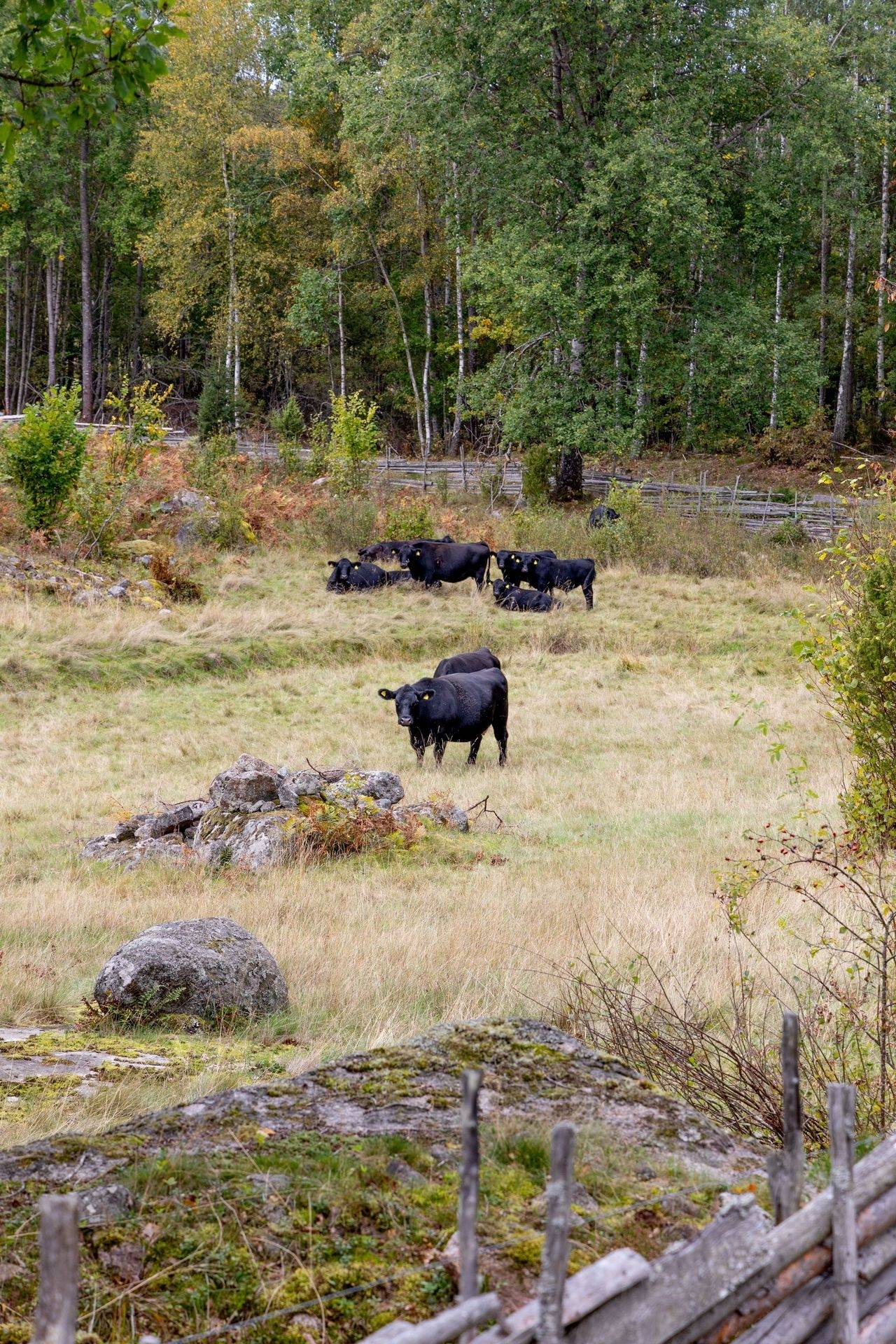 4 rum Gård/skog på Stormandebo Koltorp Västervik/Vimmerby Västerviks kommun - bild 44