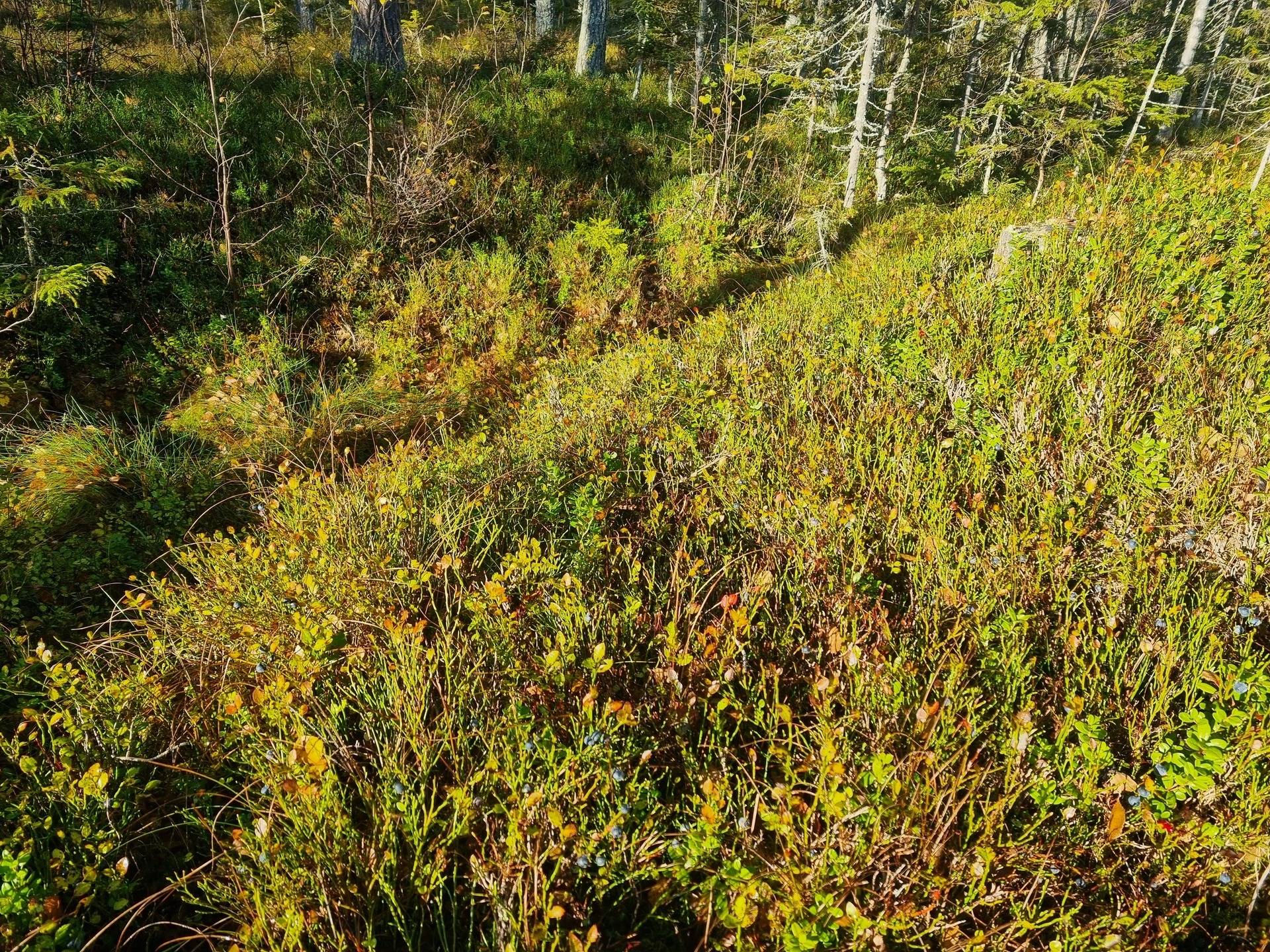 Gård med skogsbruk på NORDMALING GRÄSMYR 3:17 Nordmalings kommun - bild 16